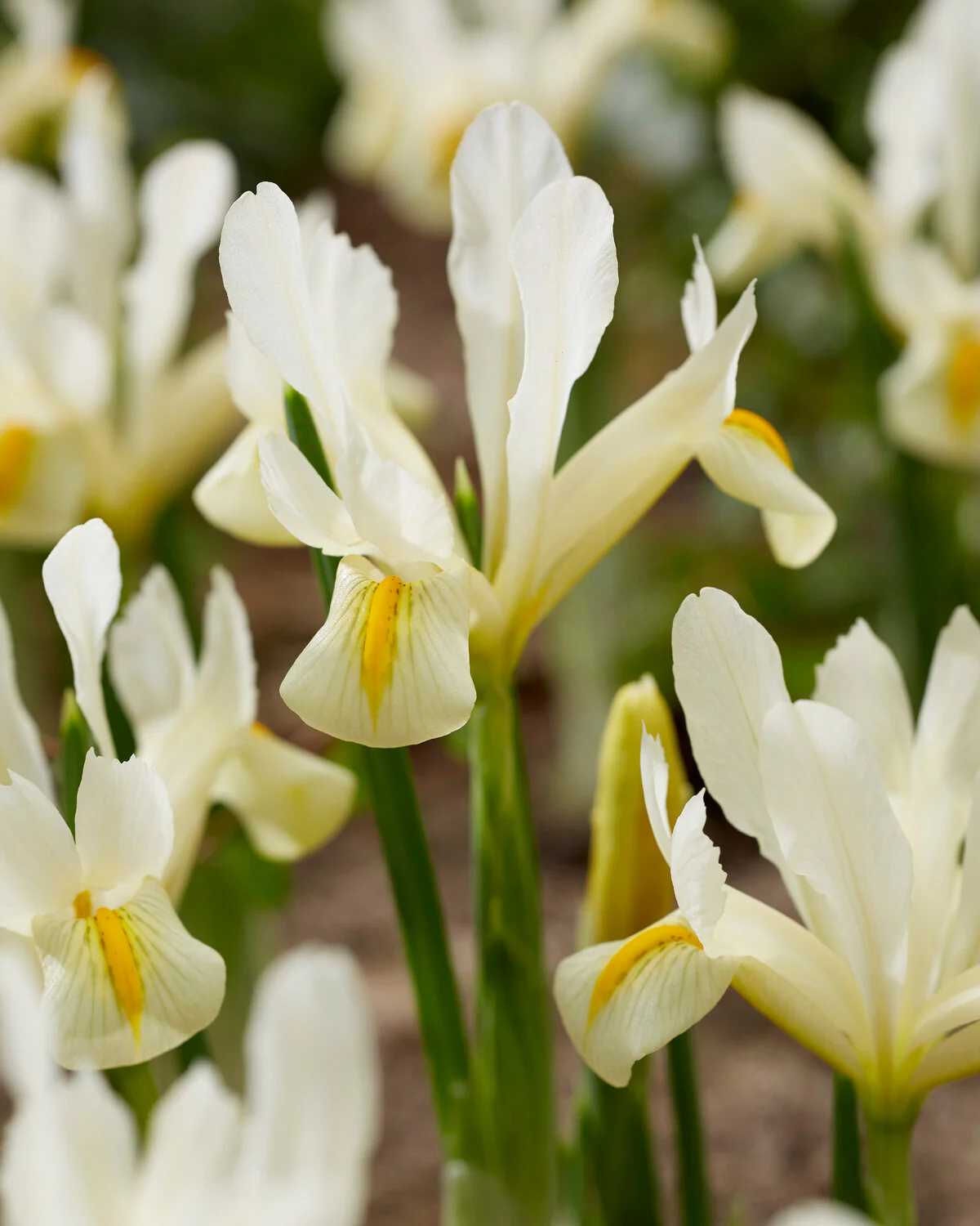Iris 'Louise' - Image 4