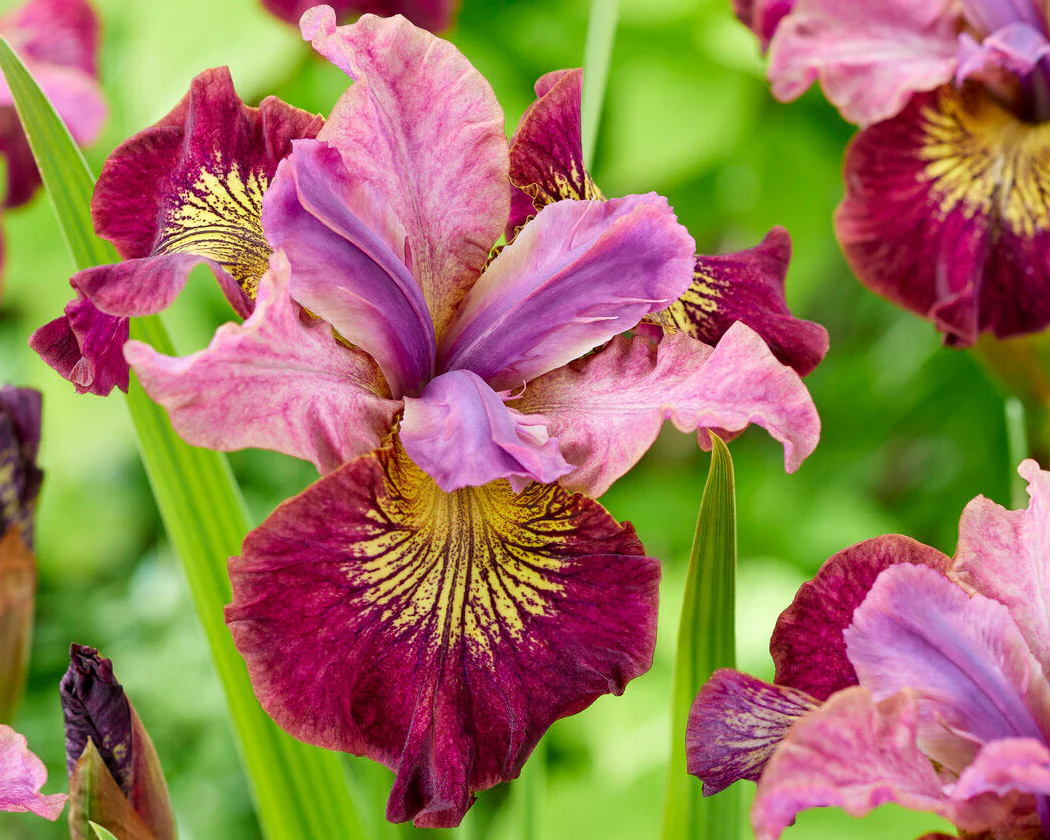 Iris 'Miss Apple' - Image 2