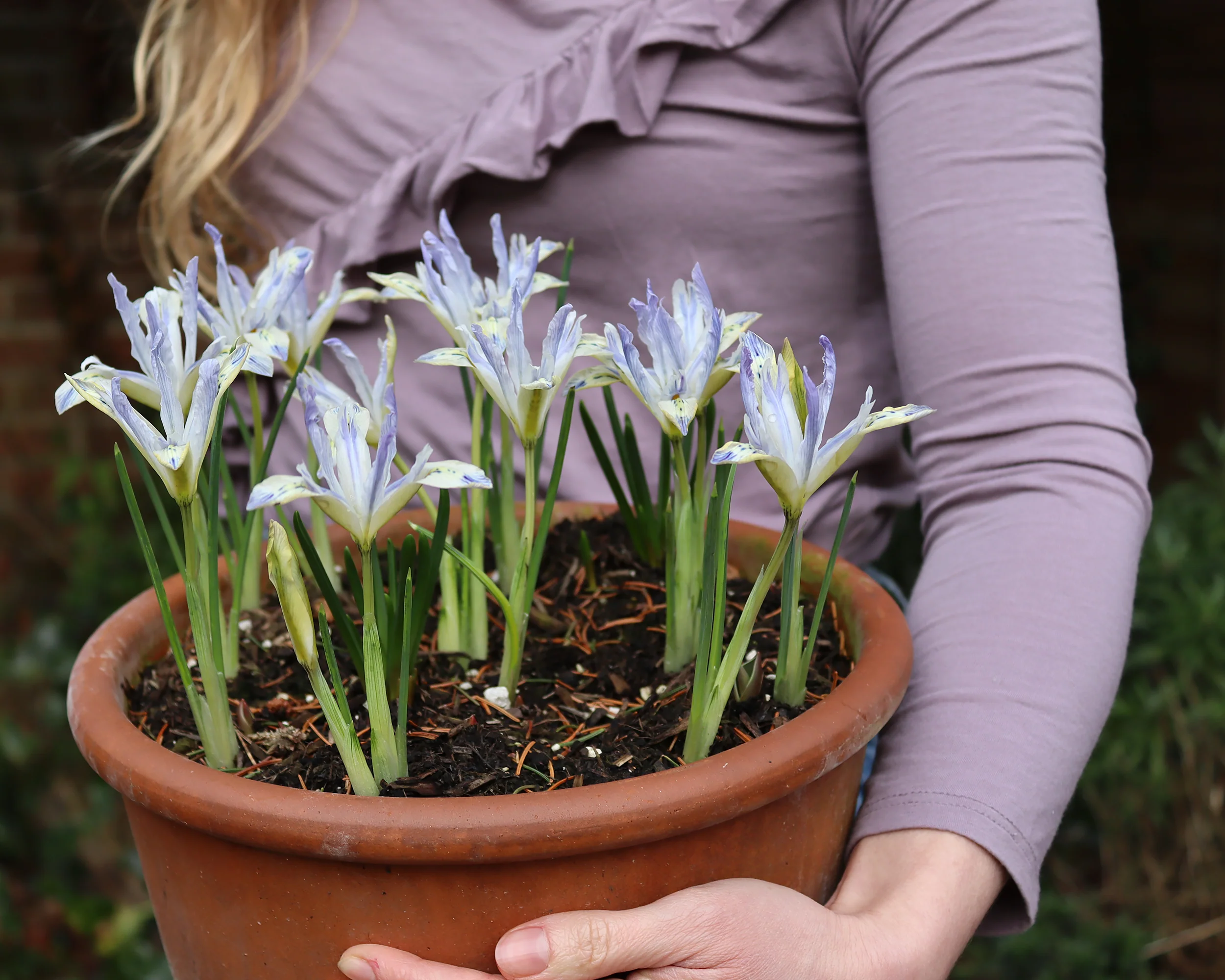 Iris 'Painted Lady' - Image 2