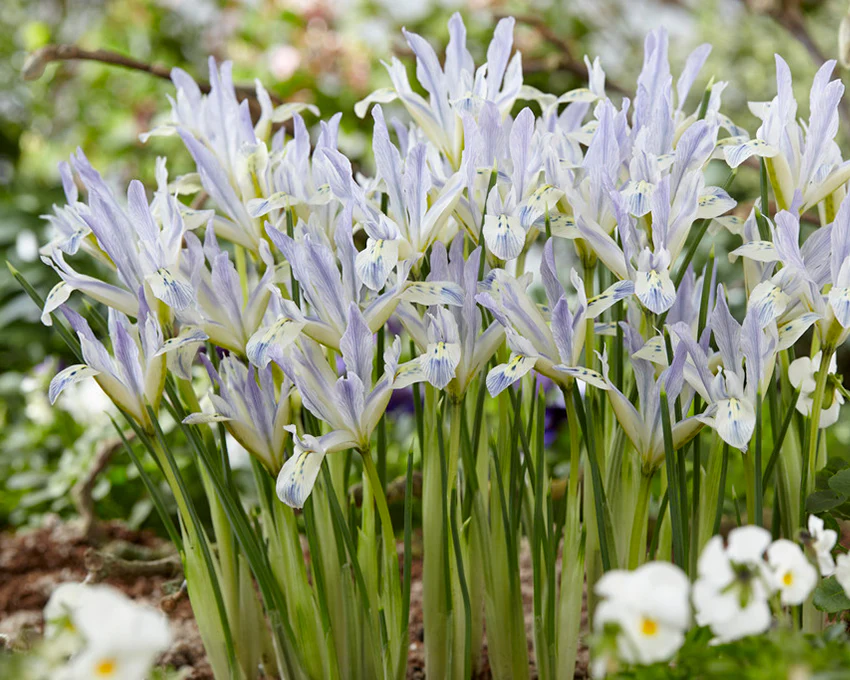 Iris 'Painted Lady' - Image 3