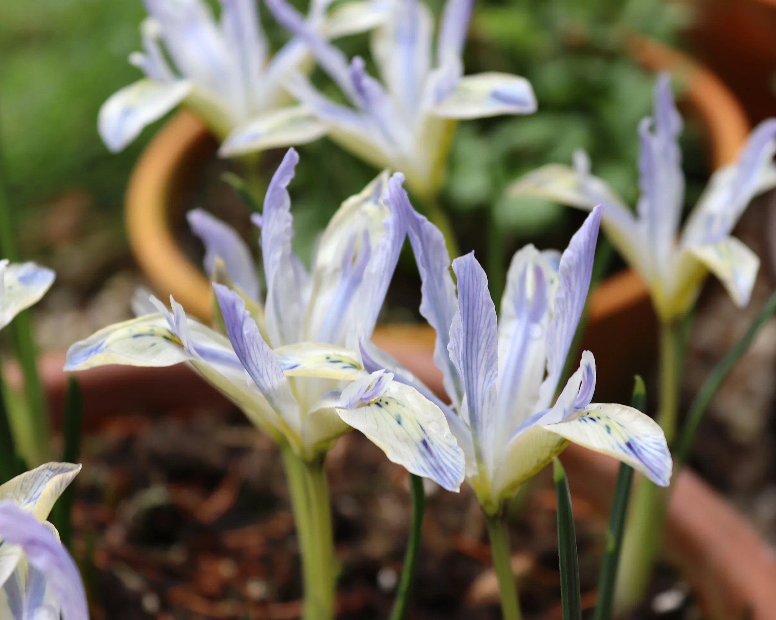 Iris 'Painted Lady' - Image 4