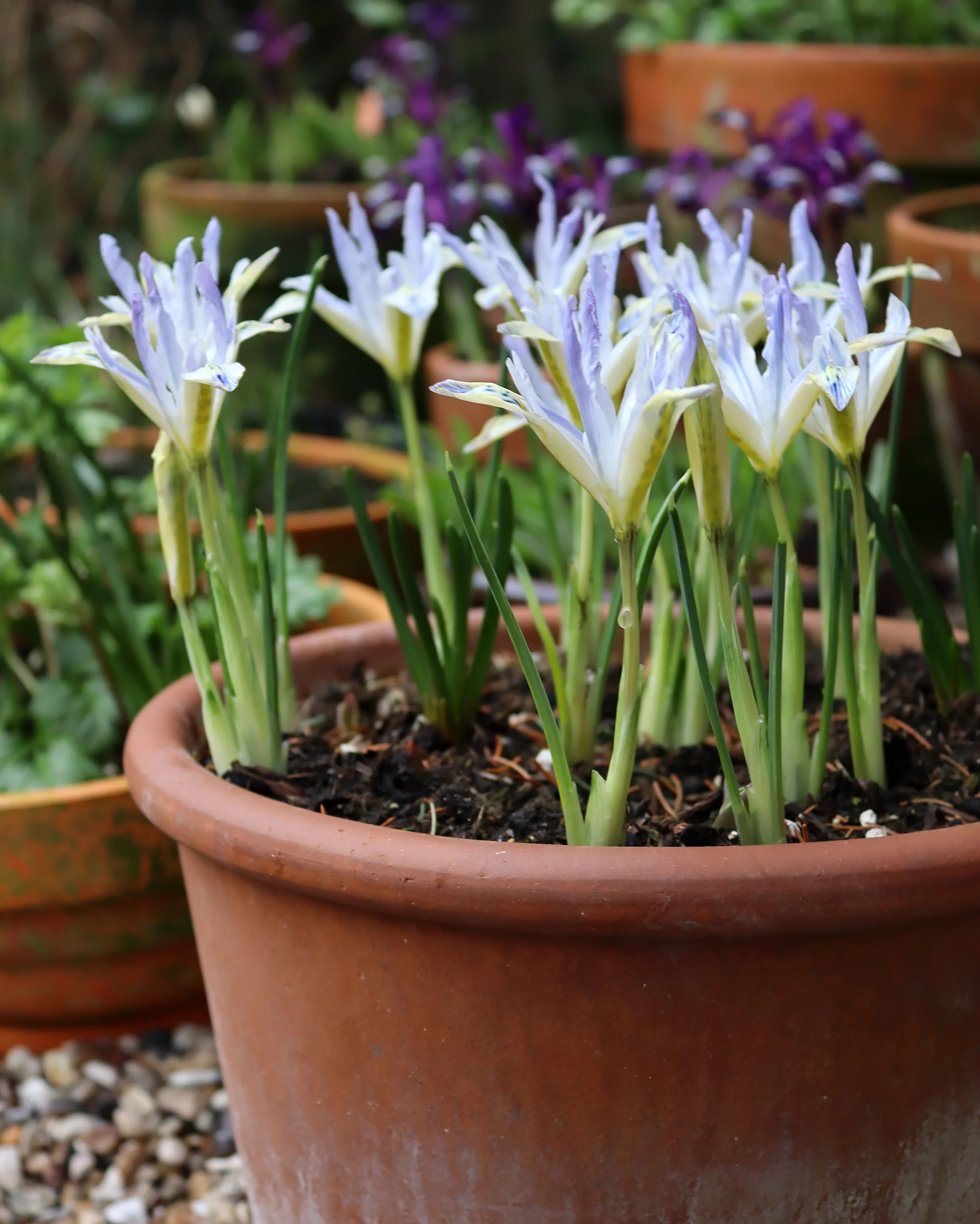 Iris 'Painted Lady' - Image 6