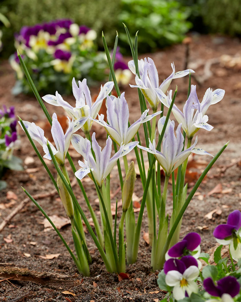 Iris 'Painted Lady' - Image 8