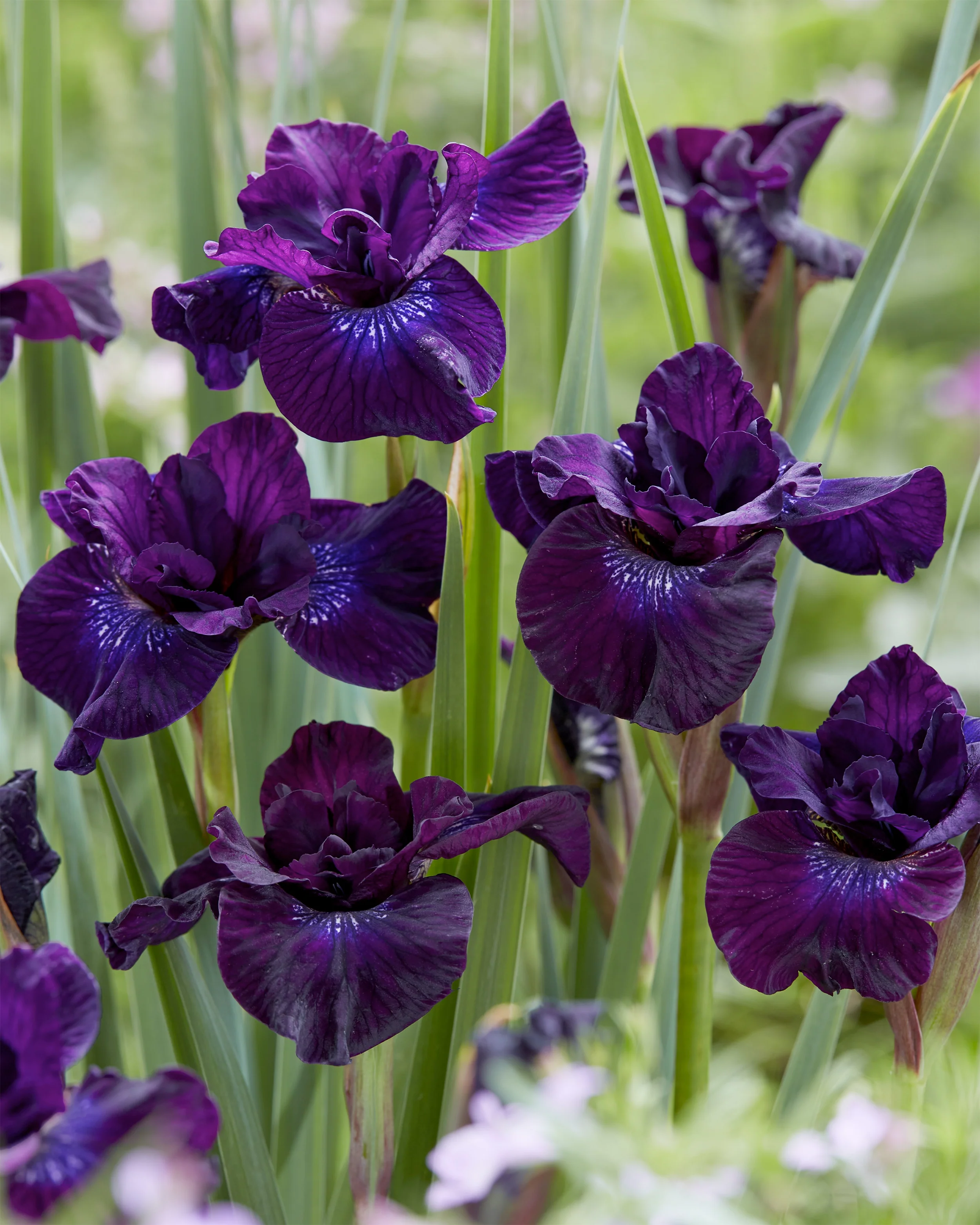 Iris 'Purplelicious' - Image 2