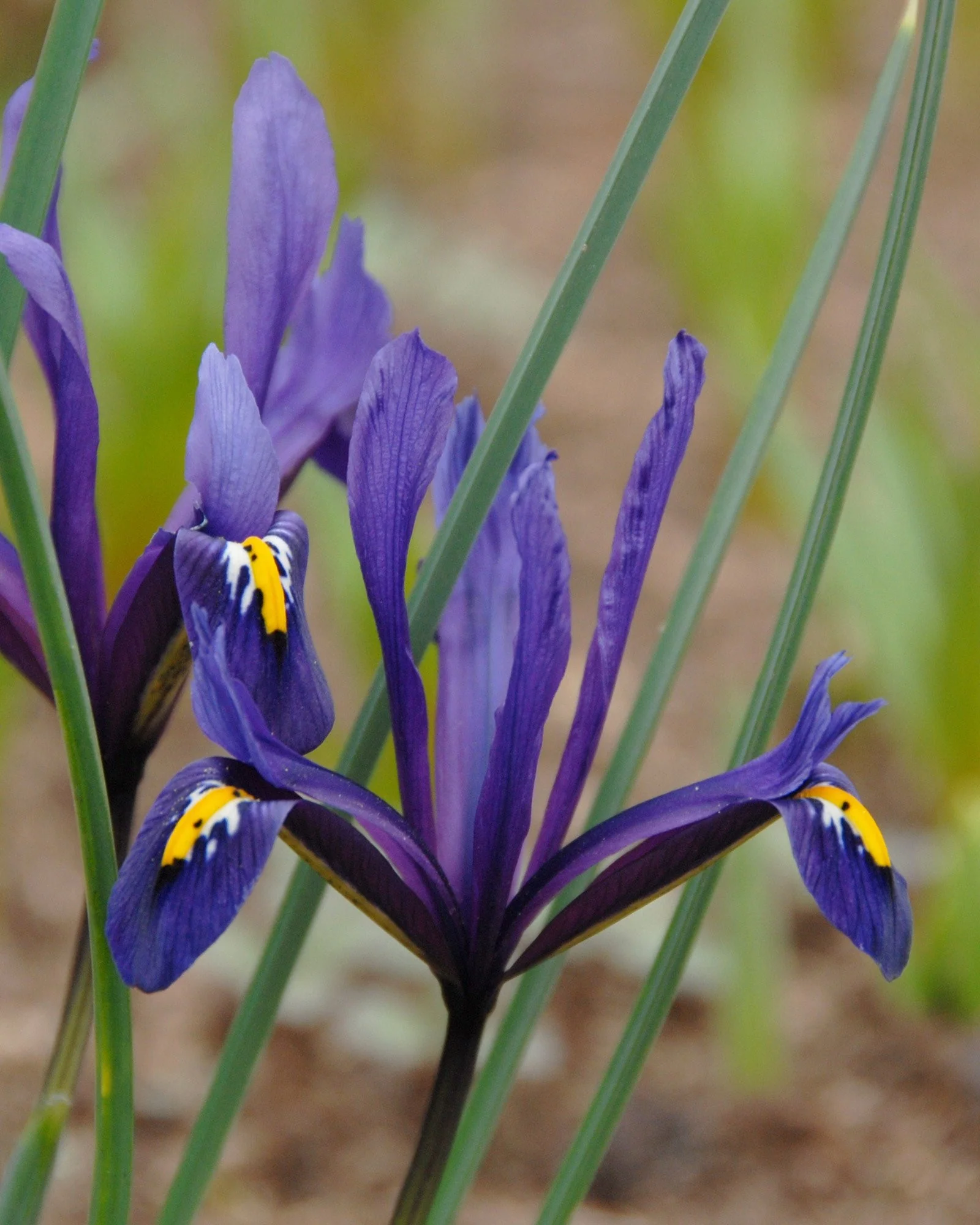 Iris reticulata - Image 3