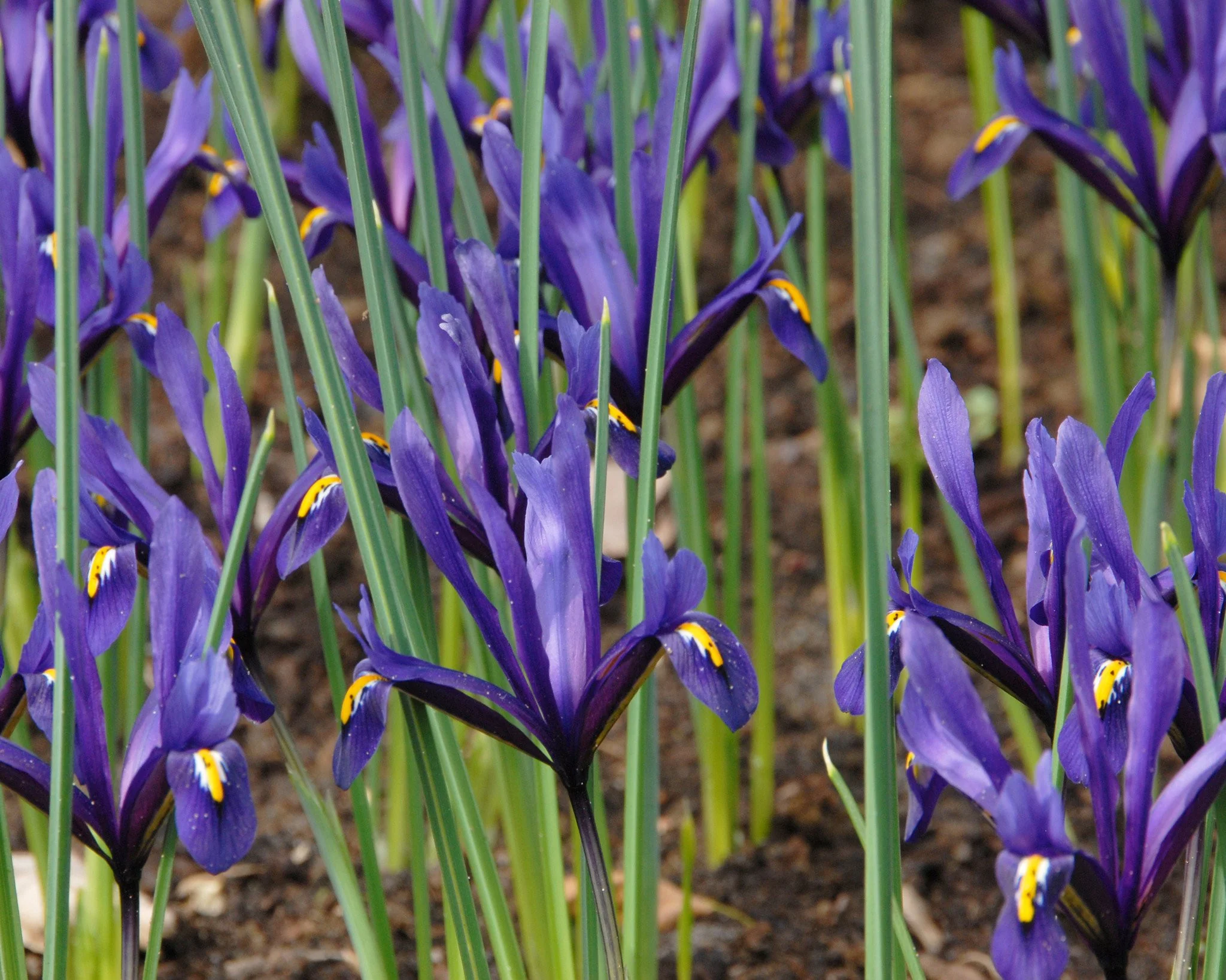 Iris reticulata - Image 4