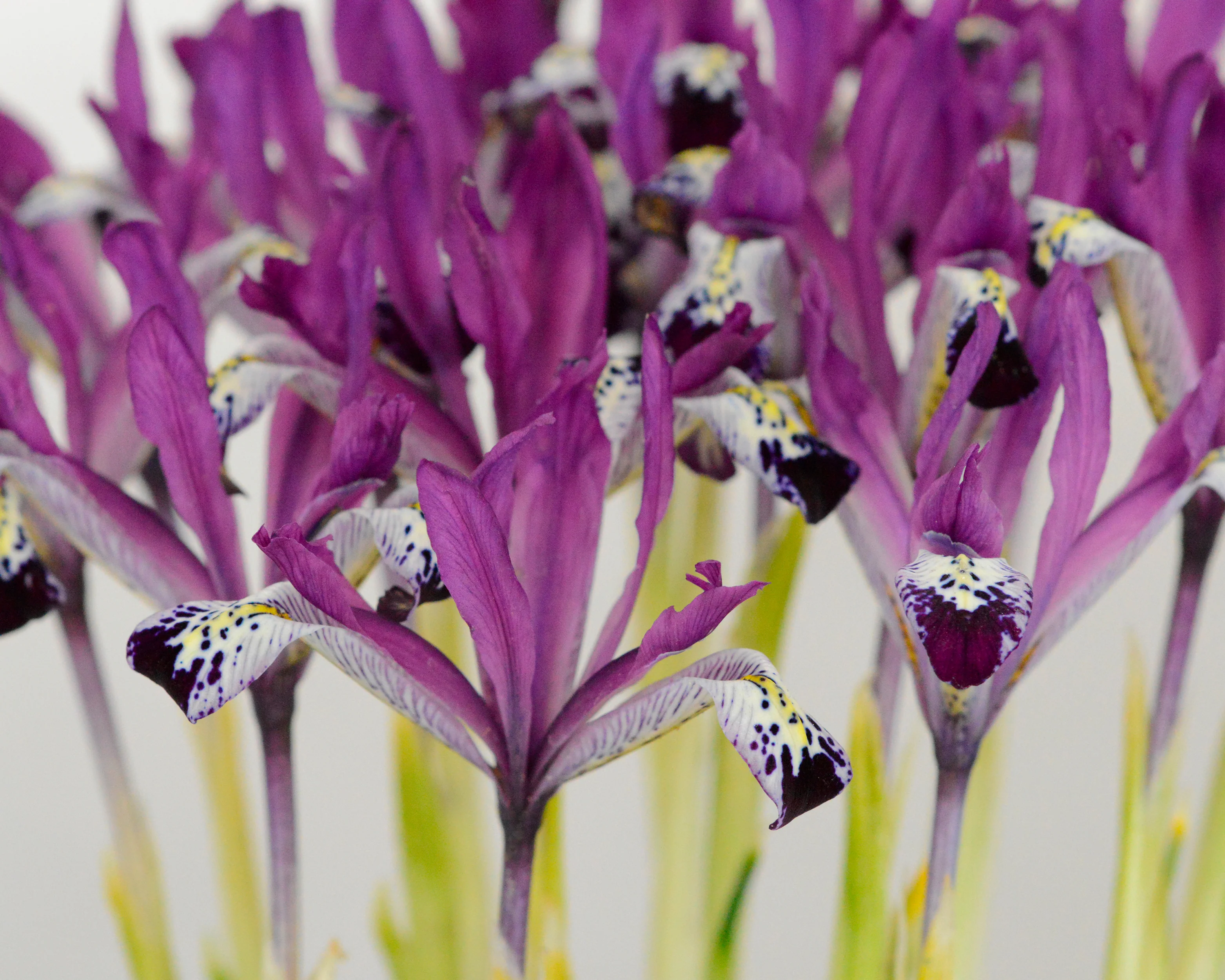 Iris 'Spot On' - Image 11