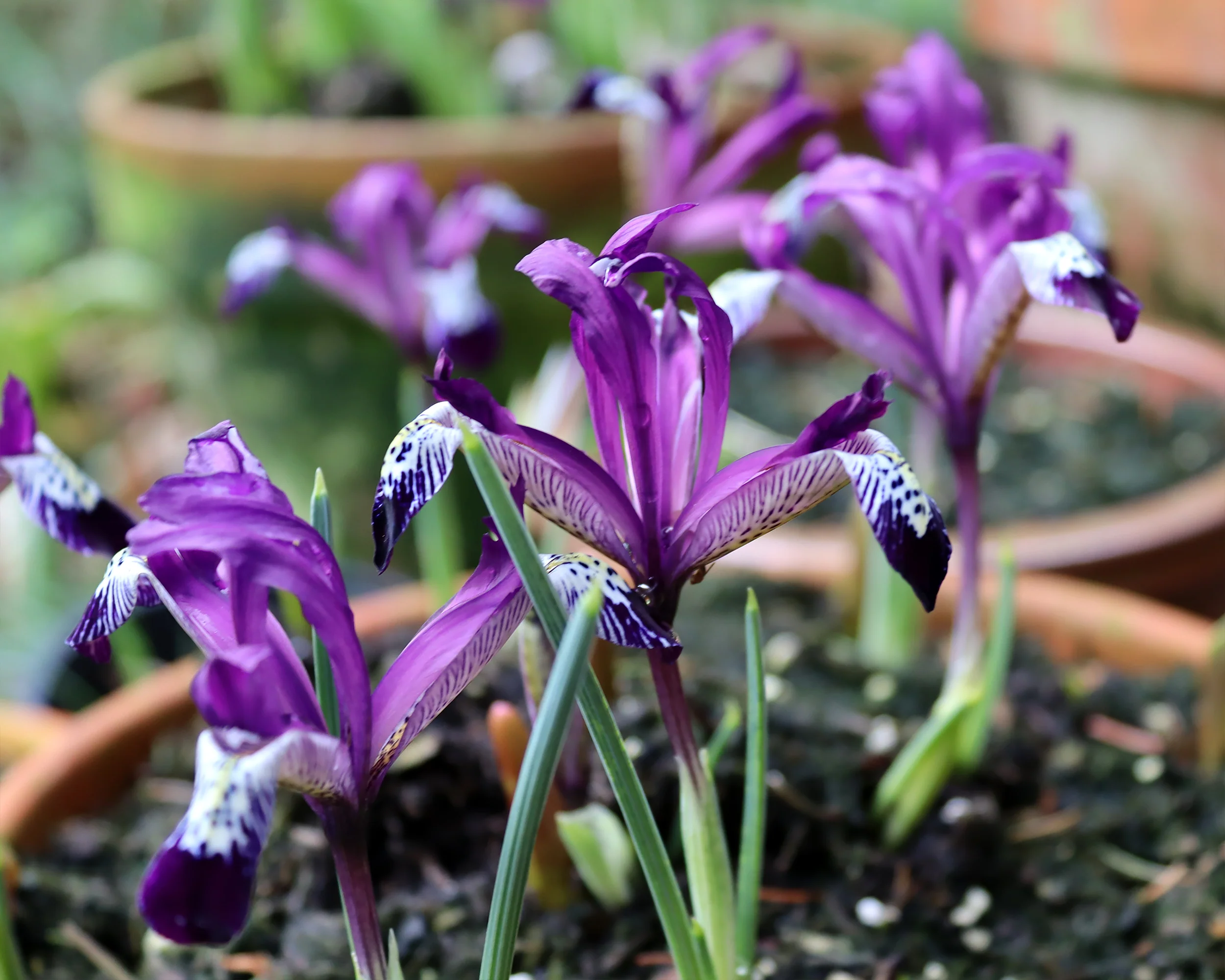 Iris 'Spot On' - Image 2