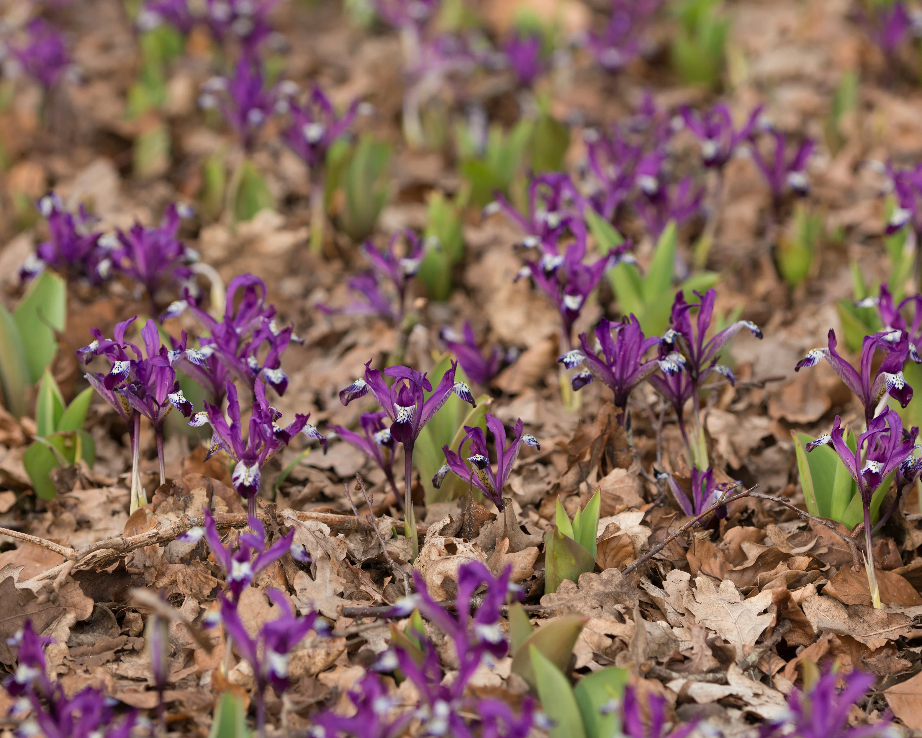 Iris 'Spot On' - Image 4