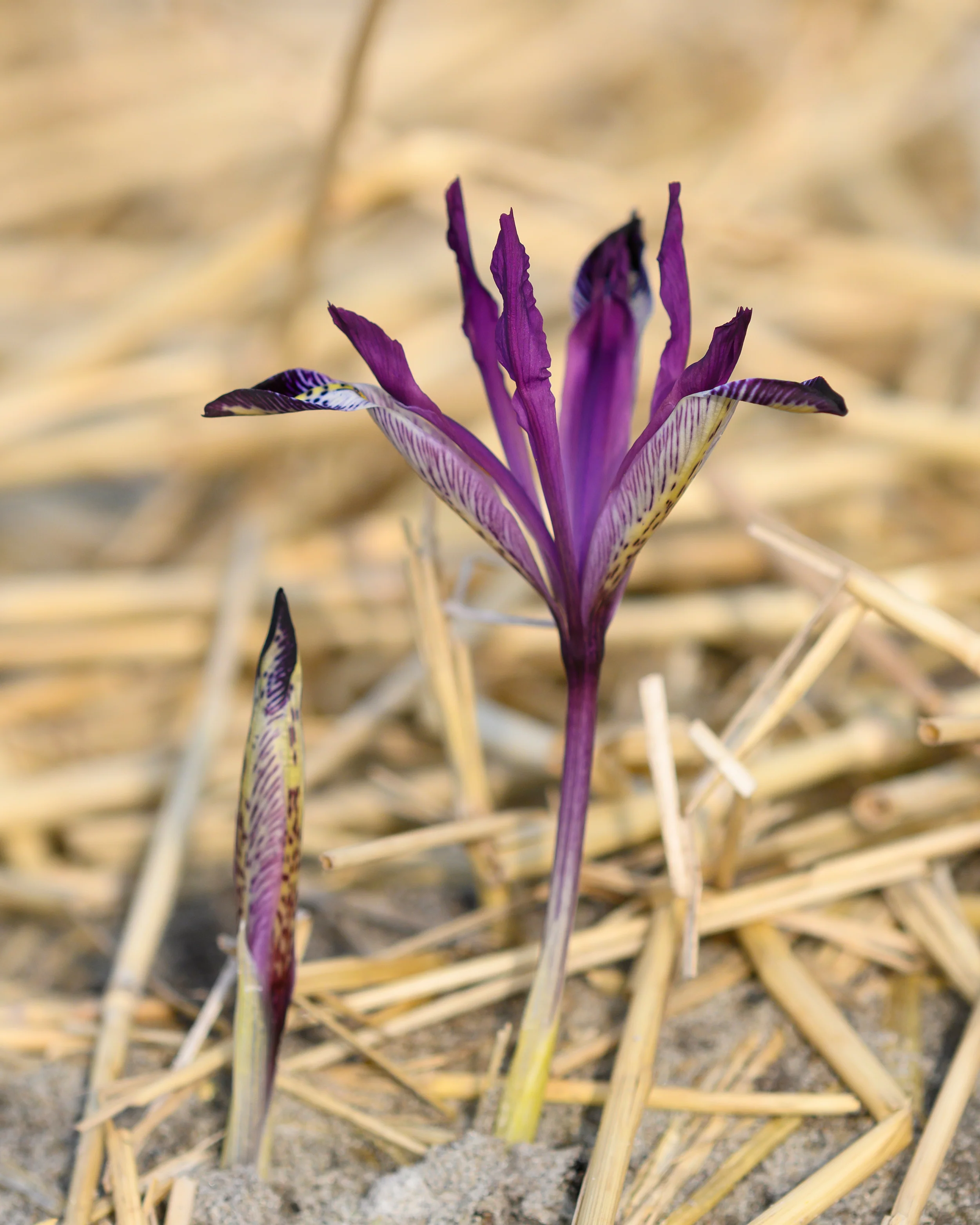 Iris 'Spot On' - Image 5