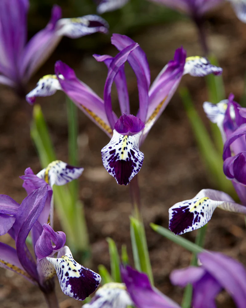 Iris 'Spot On' - Image 6