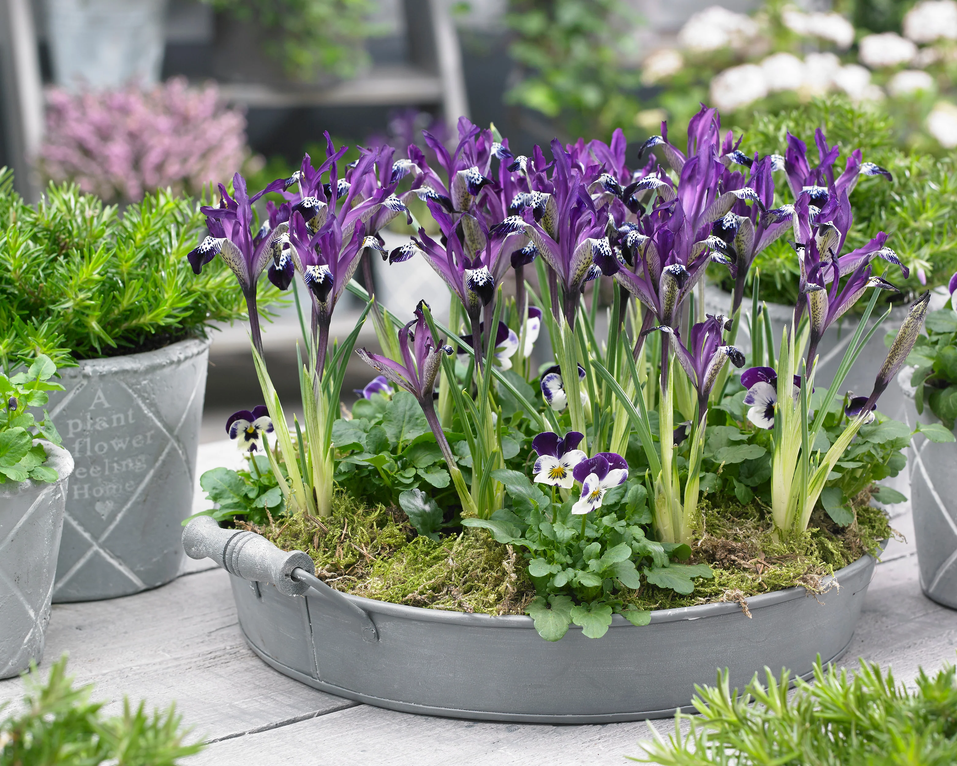 Iris 'Spot On' - Image 7
