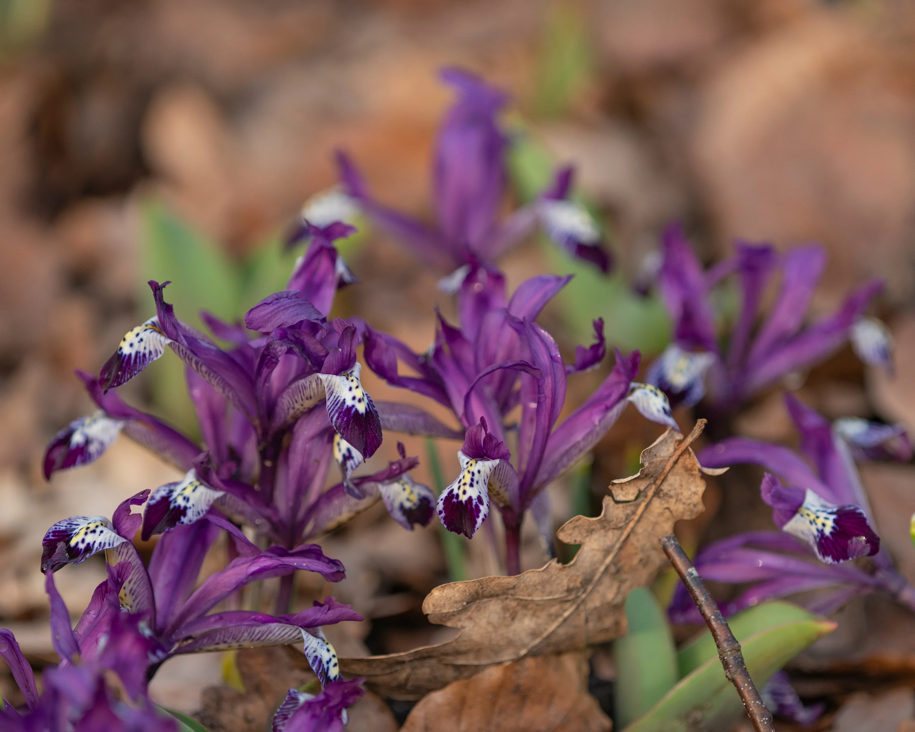Iris 'Spot On' - Image 8
