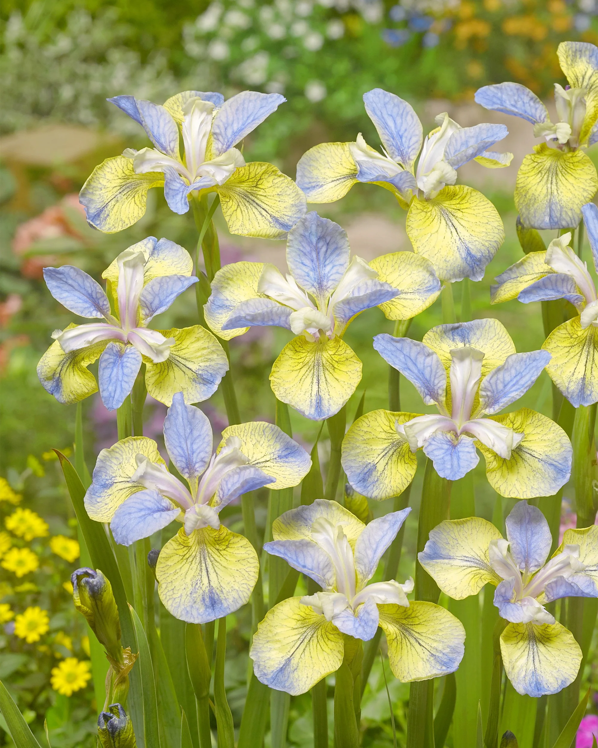 Iris 'Tipped in Blue' - Image 2