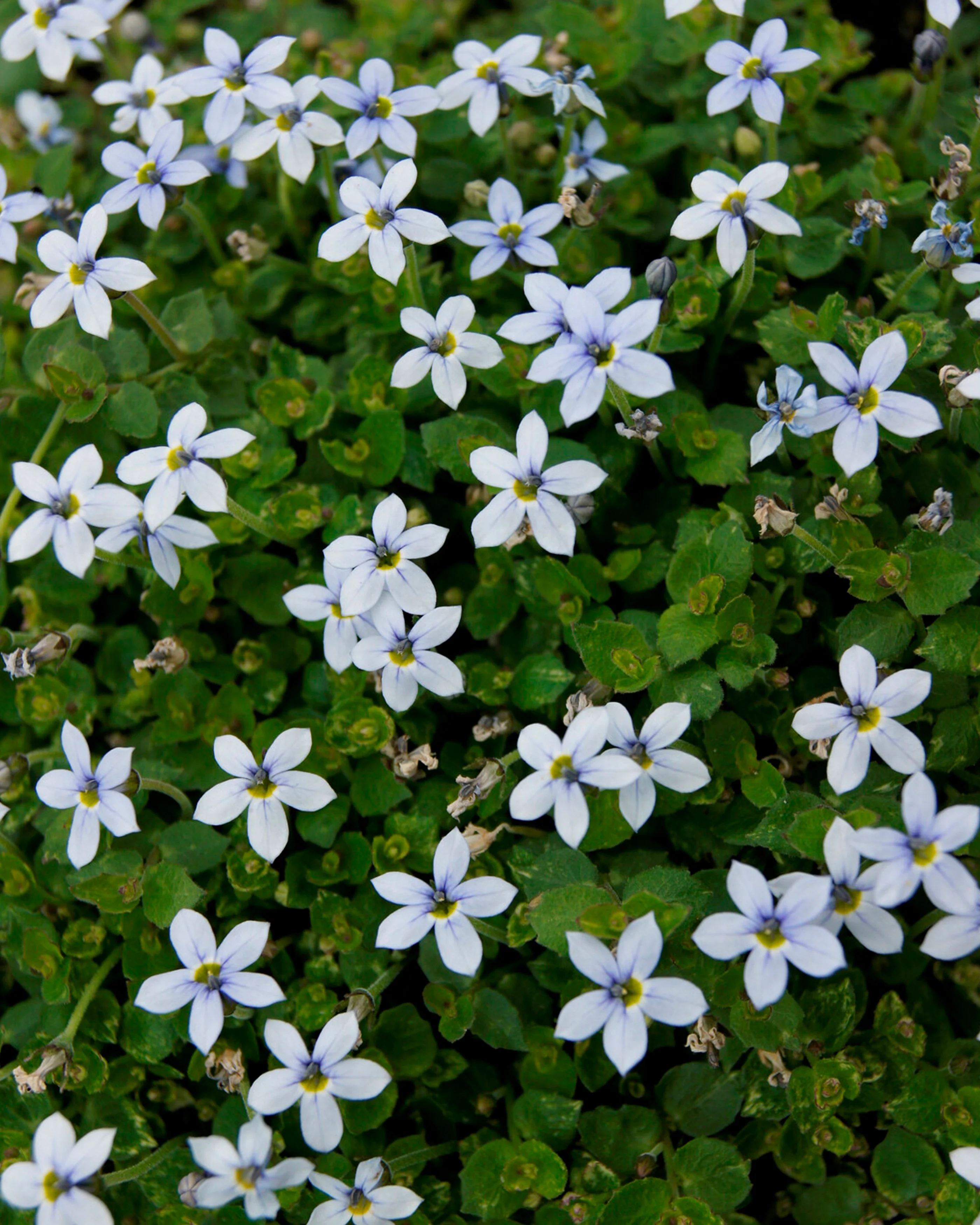 Isotoma fluviatilis 'White' - Image 4