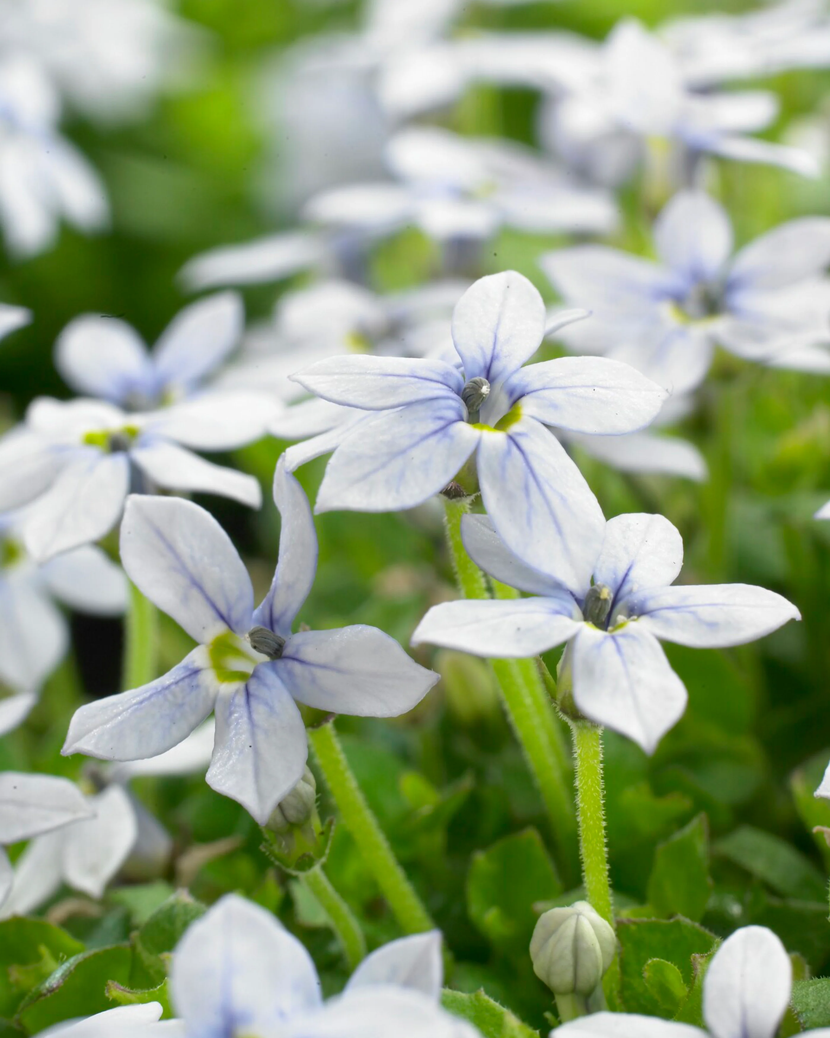 Isotoma fluviatilis 'White' - Image 5