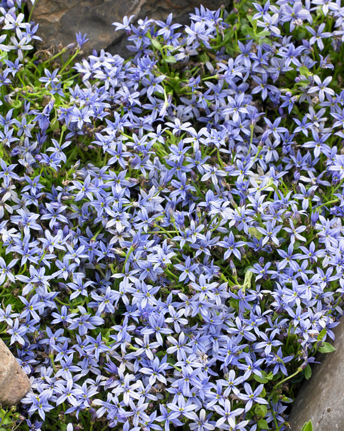 Isotoma fluviatilis 'Blue' - Image 4