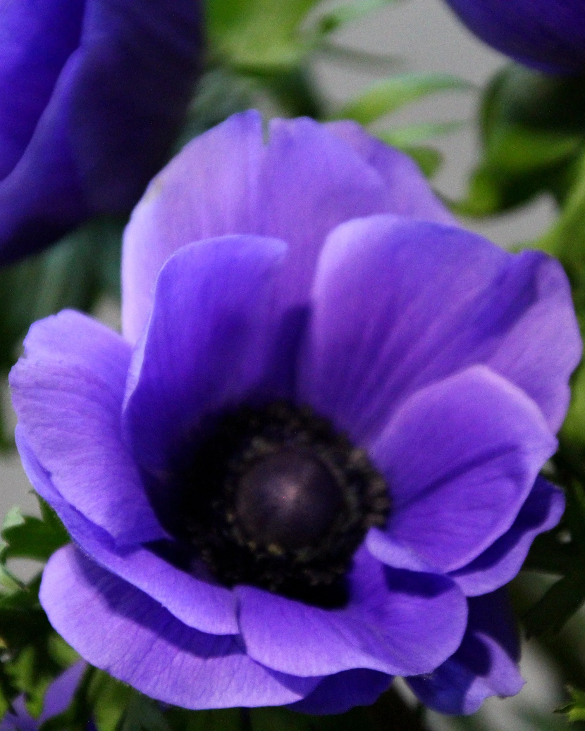 Anemone 'Mistral® Blu' - Image 3