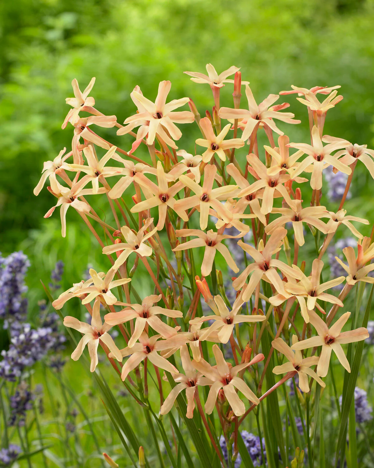 Ixia 'Eos' - Image 10