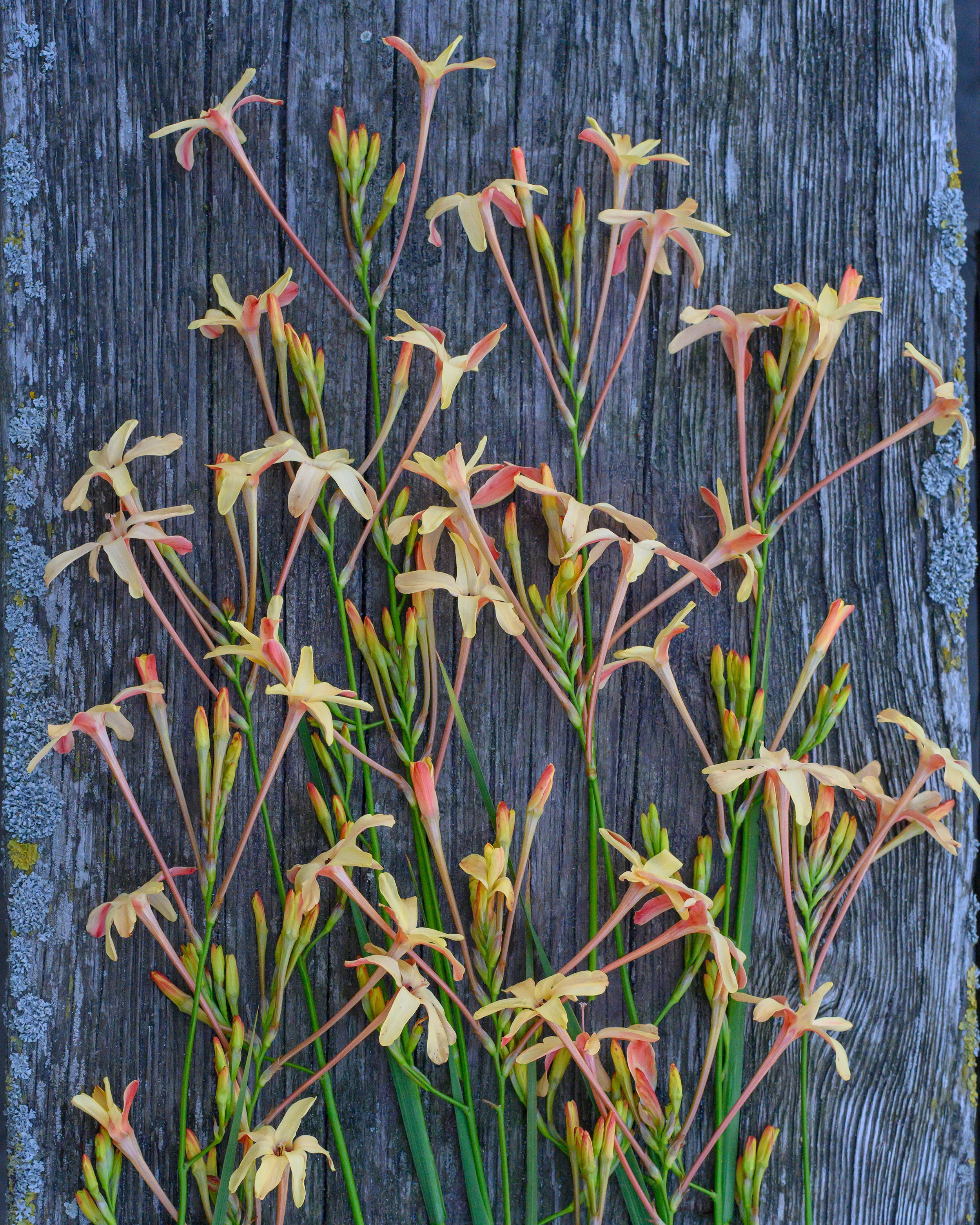 Ixia 'Eos' - Image 3