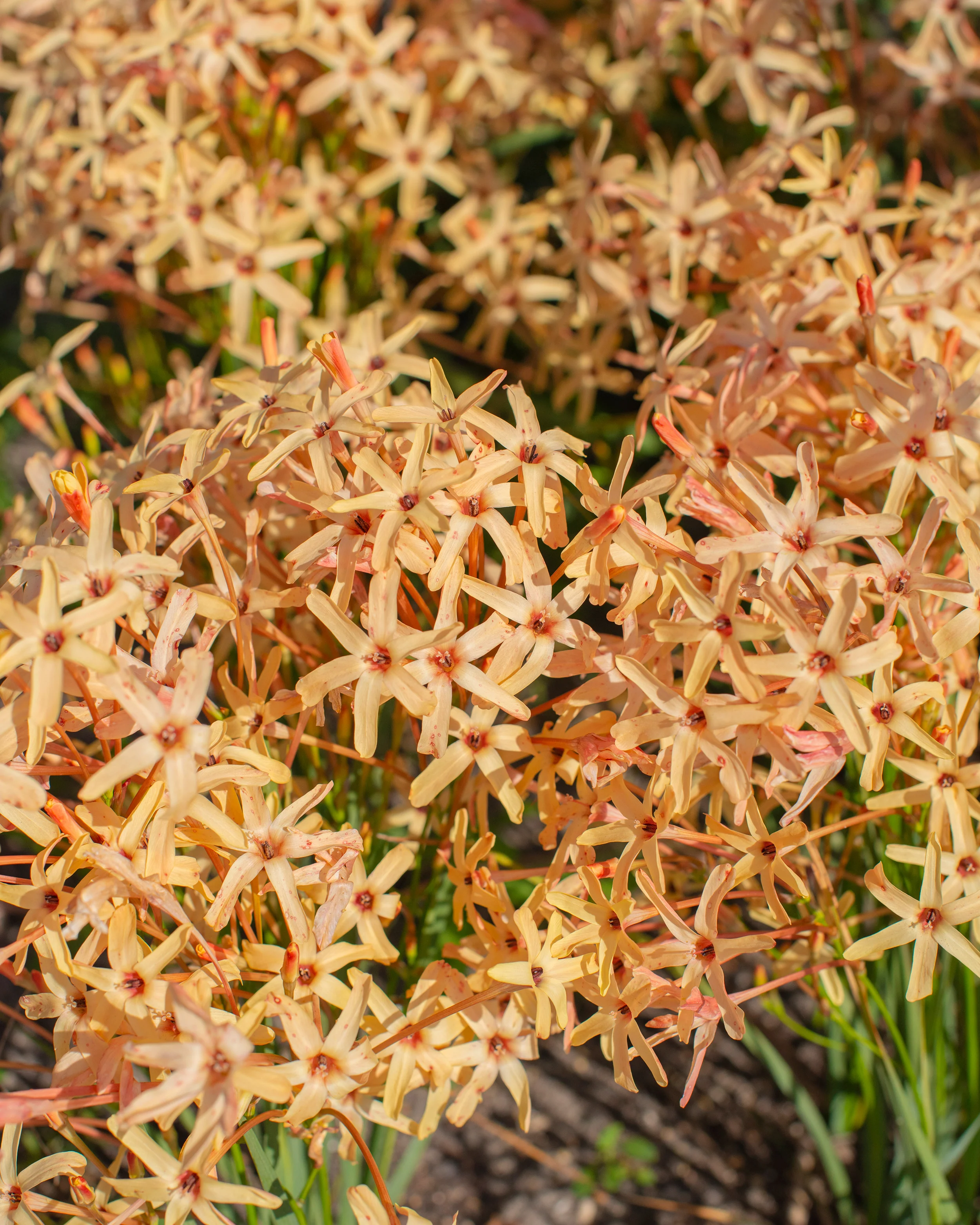 Ixia 'Eos' - Image 6