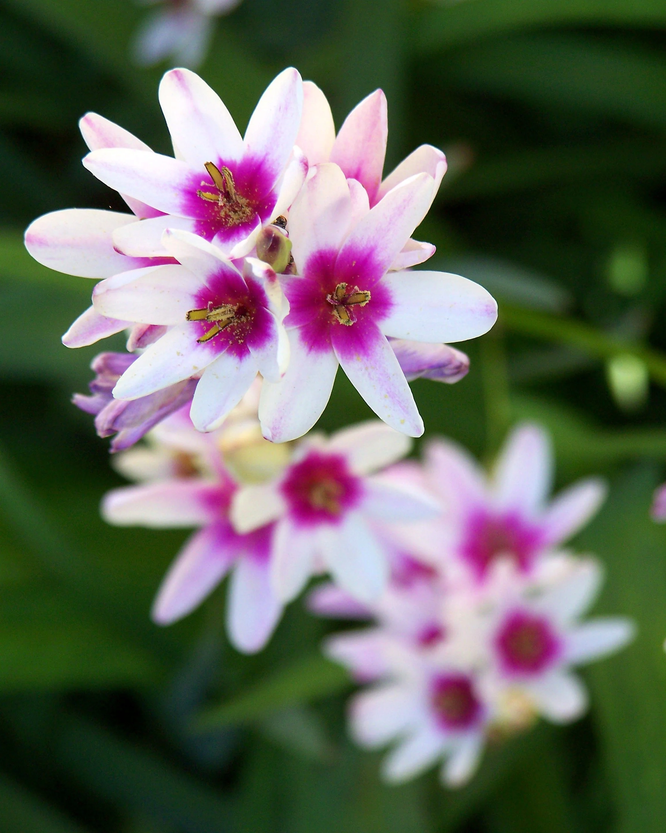 Ixia 'Fairy Wand Mix' - Image 2