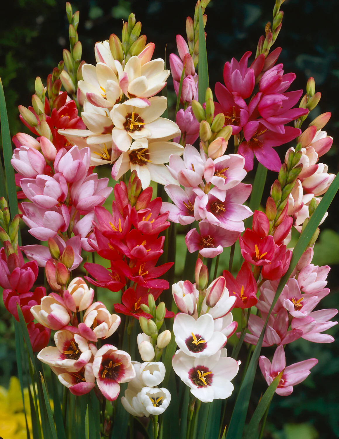 Ixia 'Fairy Wand Mix' - Image 4
