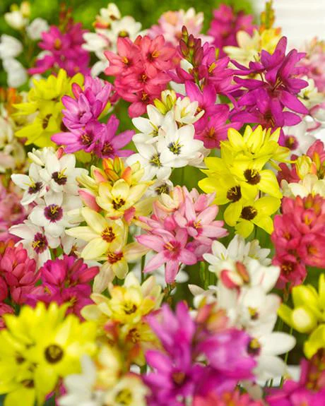Ixia 'Fairy Wand Mix' - Image 7