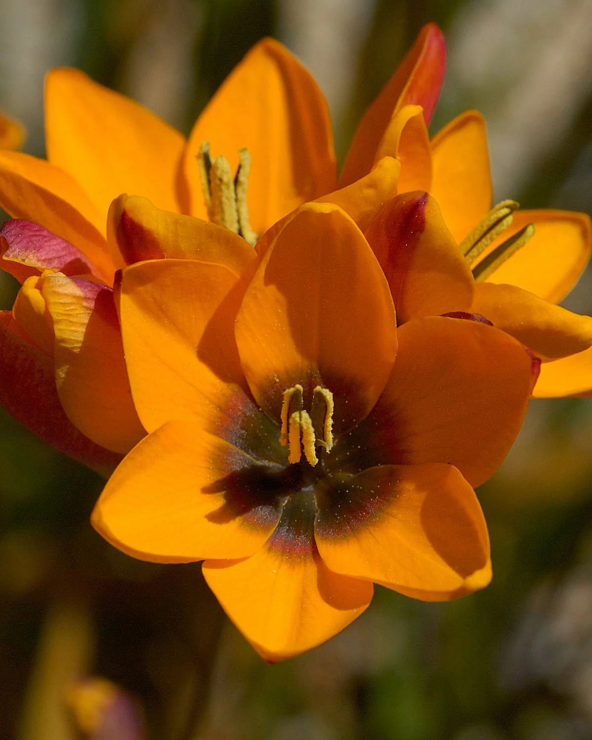 Ixia 'Fairy Wand Mix' - Image 8