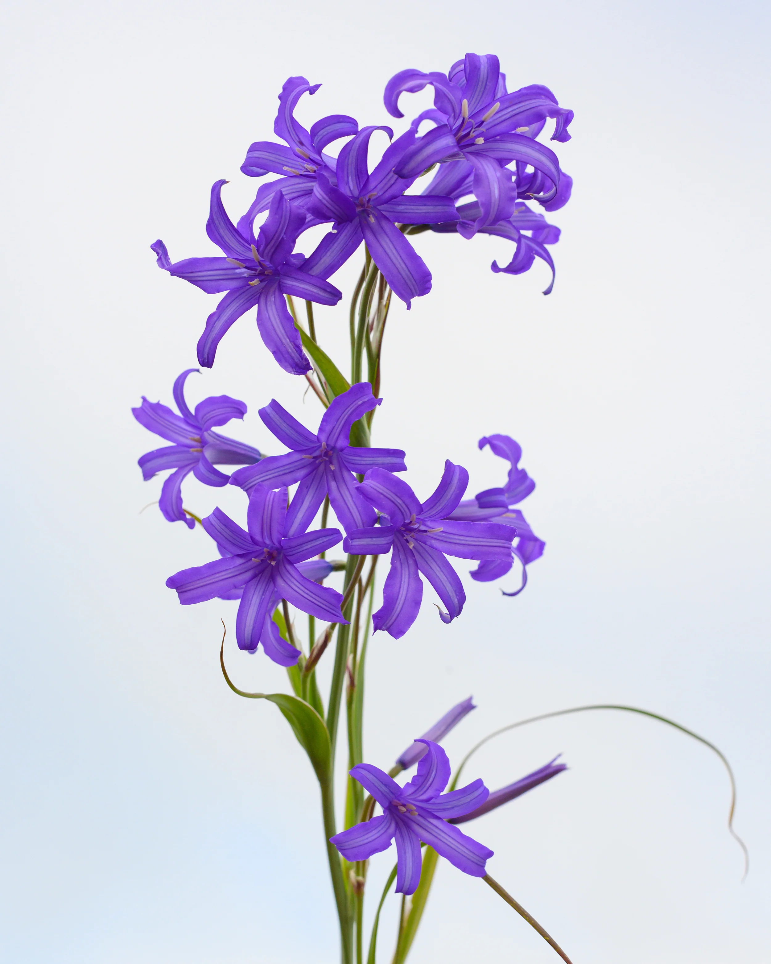 Ixiolirion tataricum - Image 6