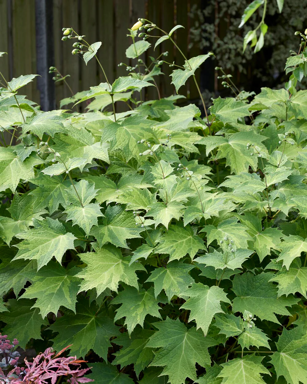 Kirengeshoma palmata - Image 3