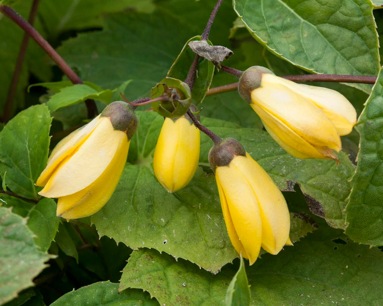 Kirengeshoma palmata - Image 4