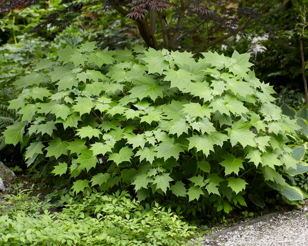 Kirengeshoma palmata - Image 7