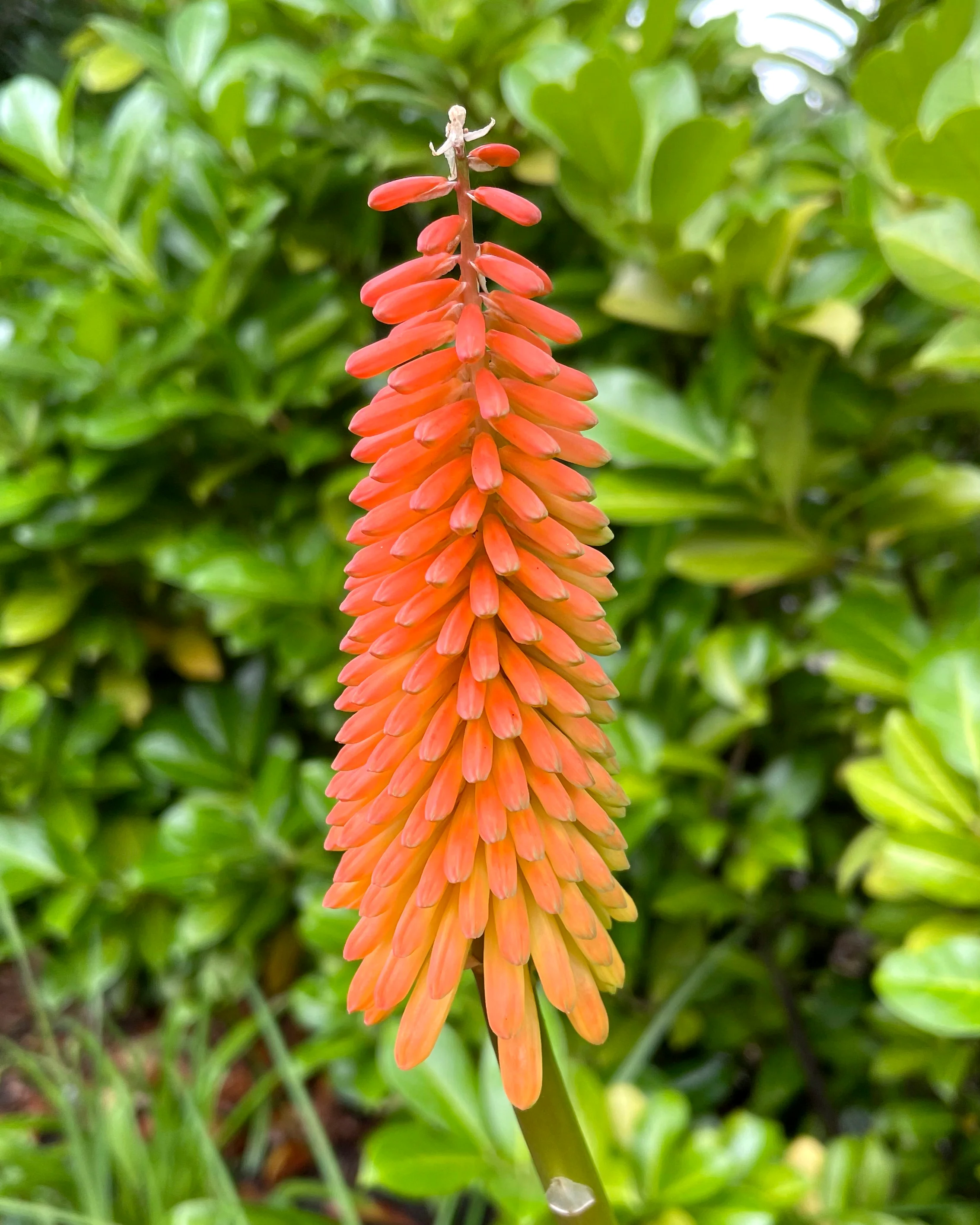 Kniphofia 'Alcazar' - Image 3
