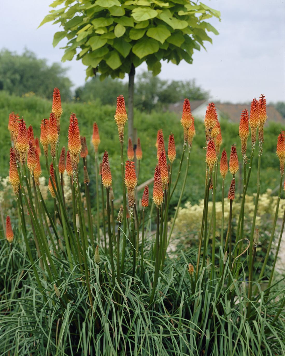 Kniphofia 'Alcazar' - Image 9