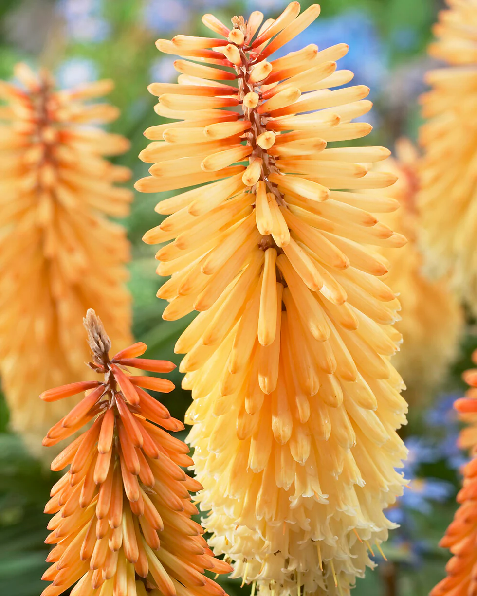 Kniphofia 'Tawny King' - Image 3