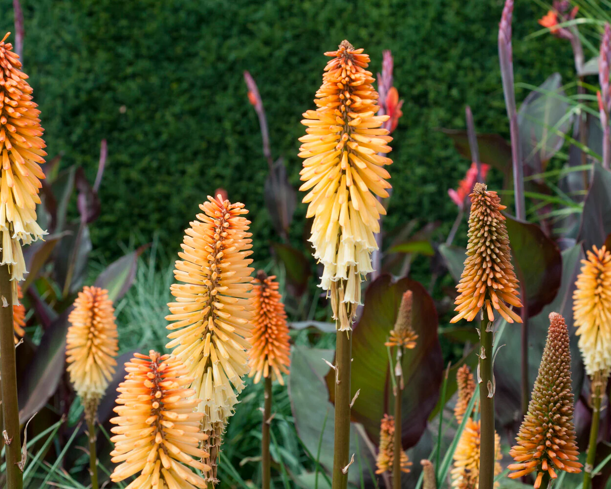 Kniphofia 'Tawny King' - Image 7
