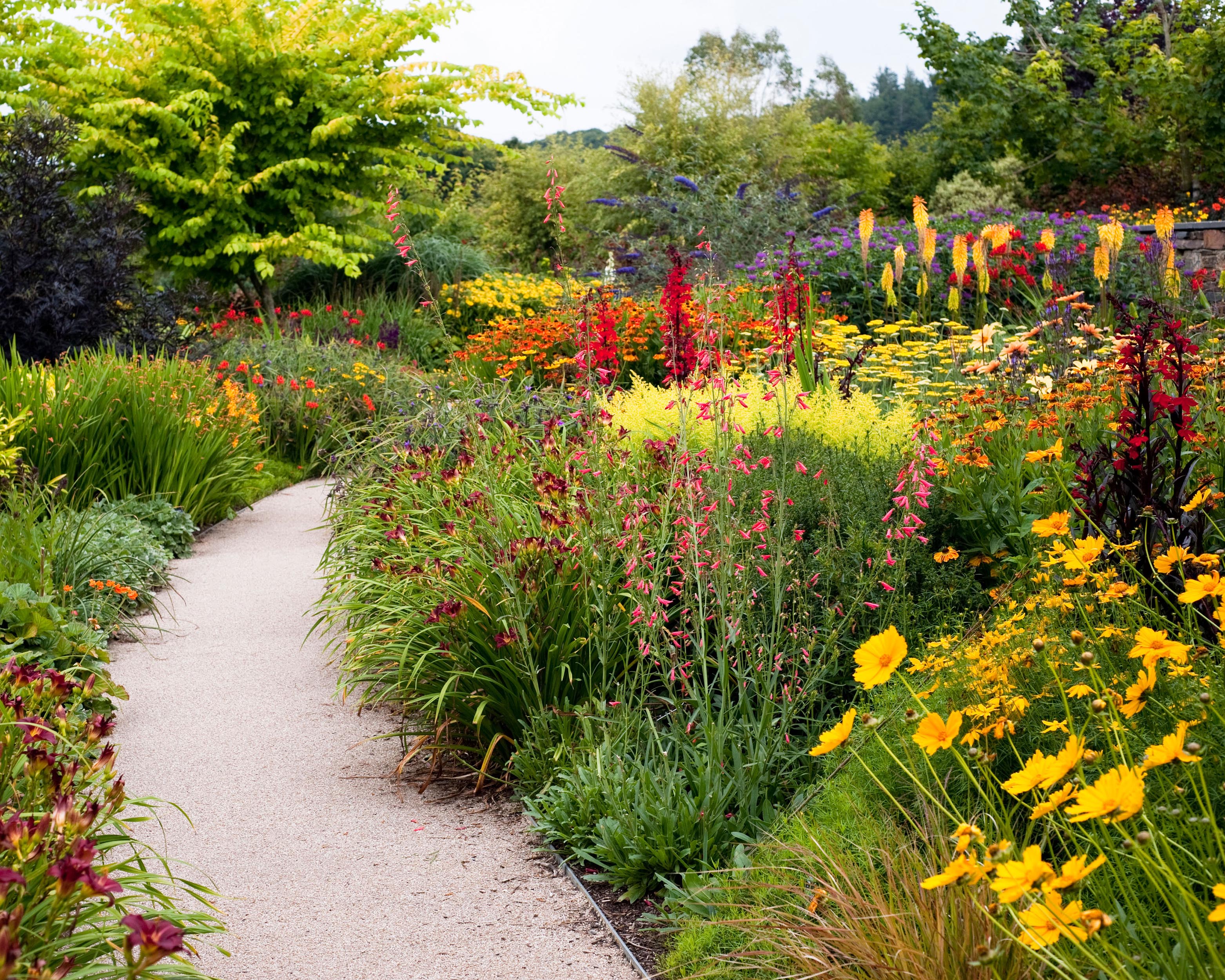 Kniphofia 'Grandiflora' - Image 3