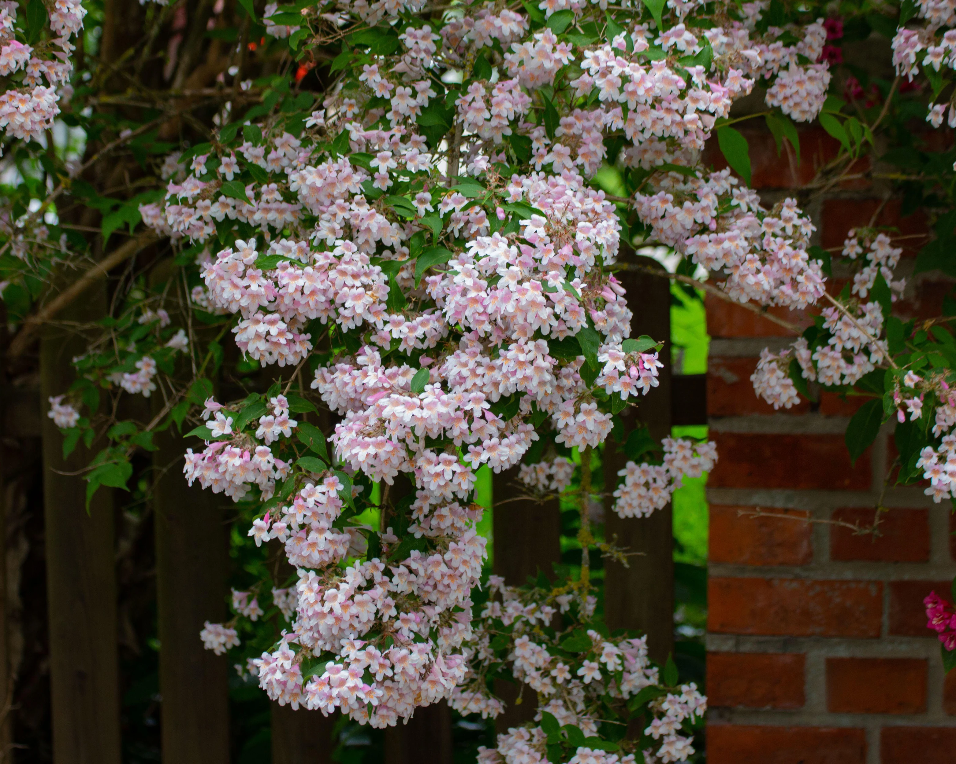 Kolkwitzia amabilis - Image 5