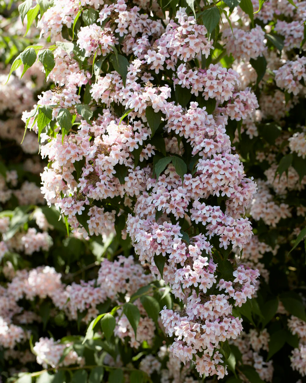 Kolkwitzia amabilis - Image 6