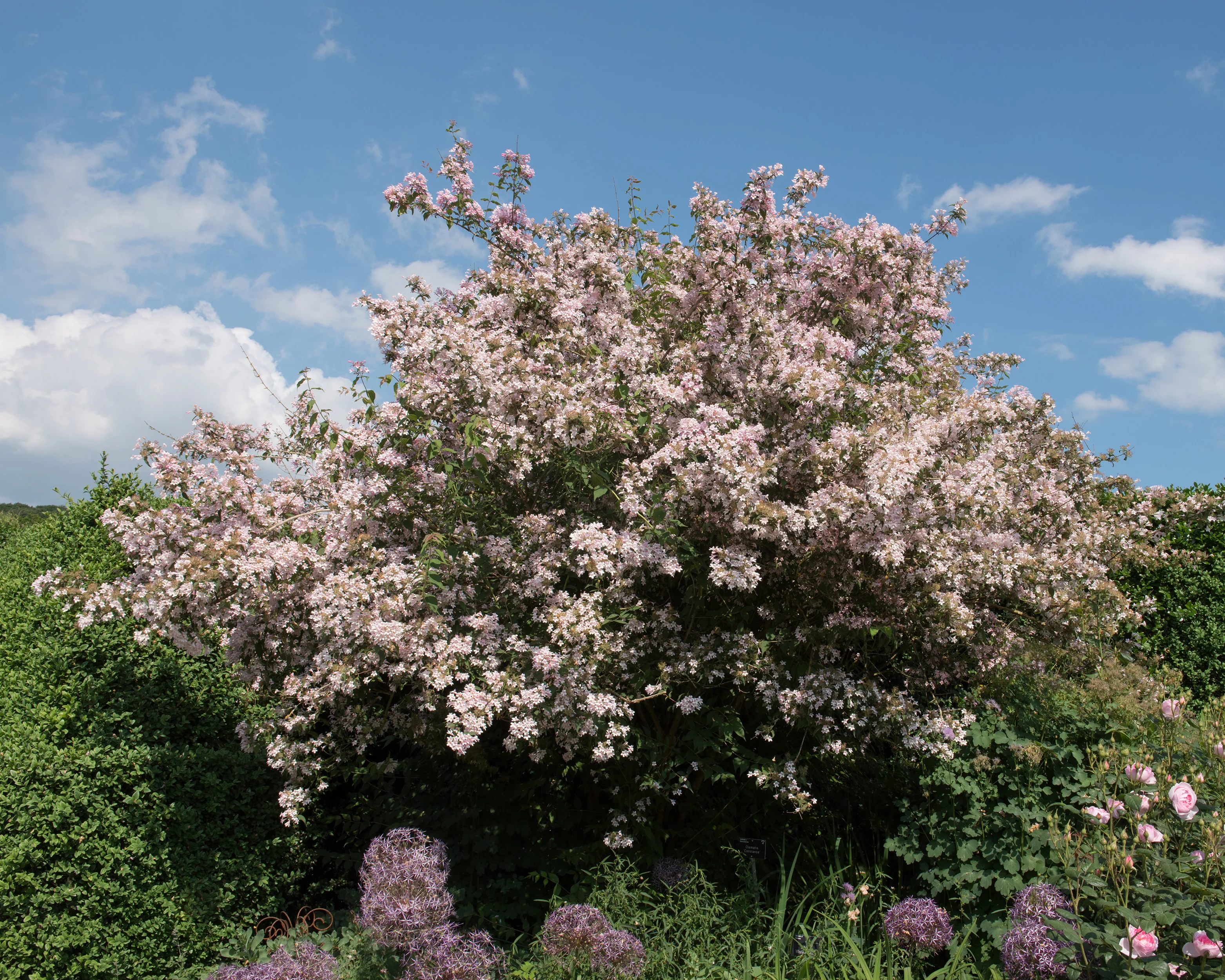 Kolkwitzia 'Pink Cloud' - Image 3
