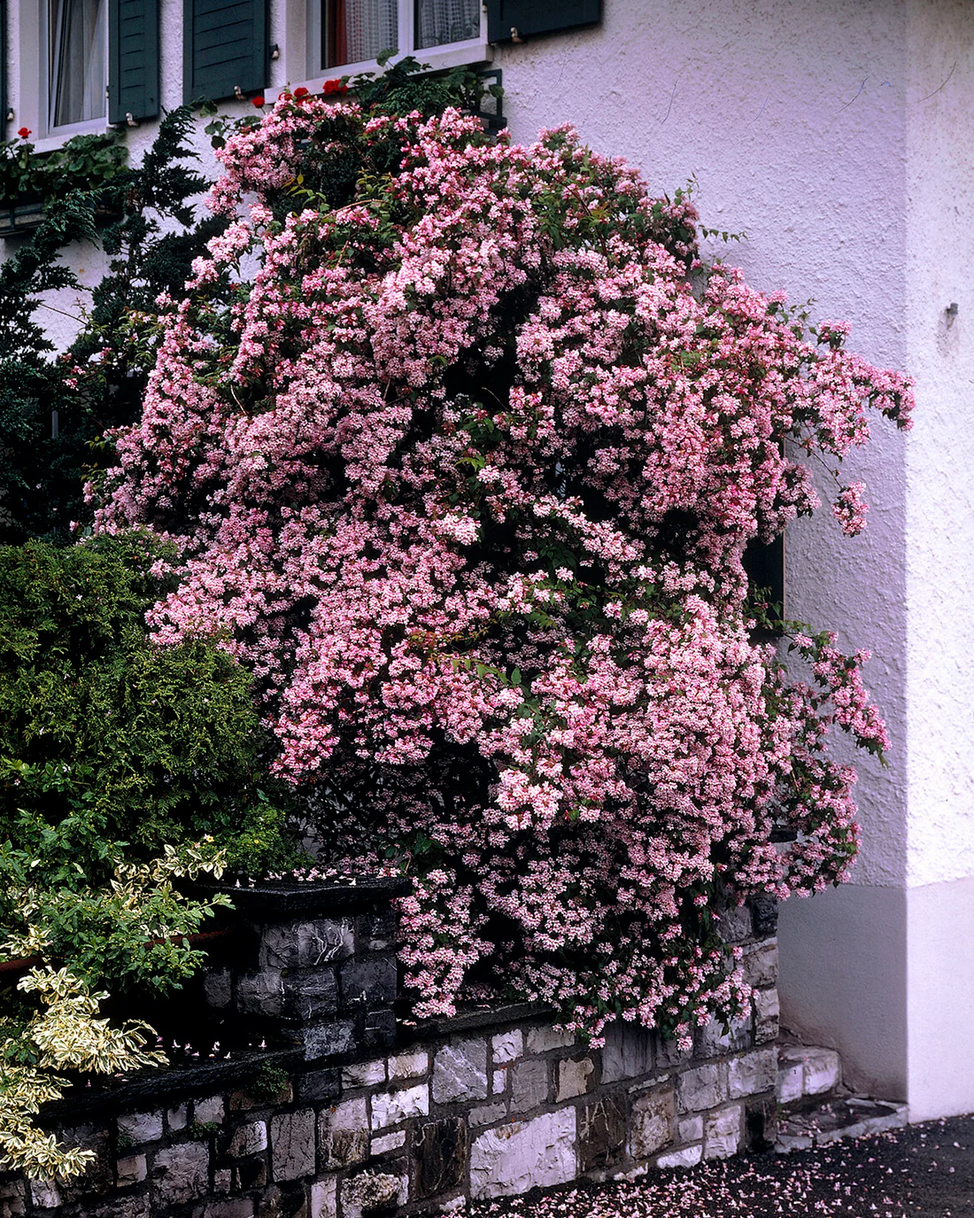 Kolkwitzia 'Pink Cloud' - Image 4