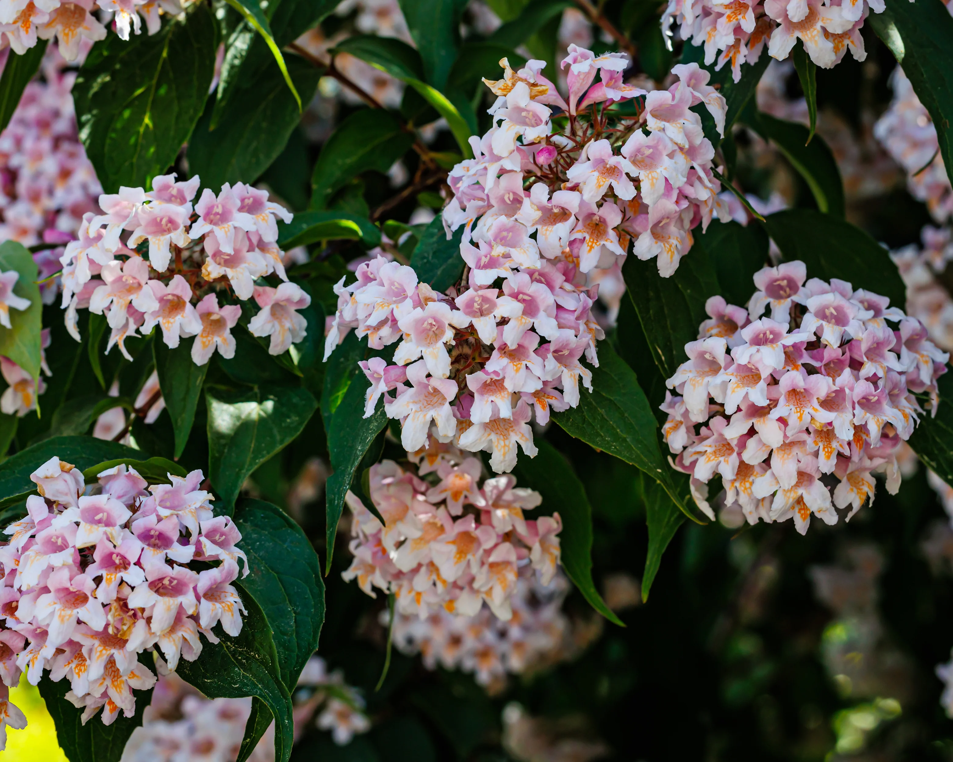 Kolkwitzia 'Pink Cloud' - Image 7