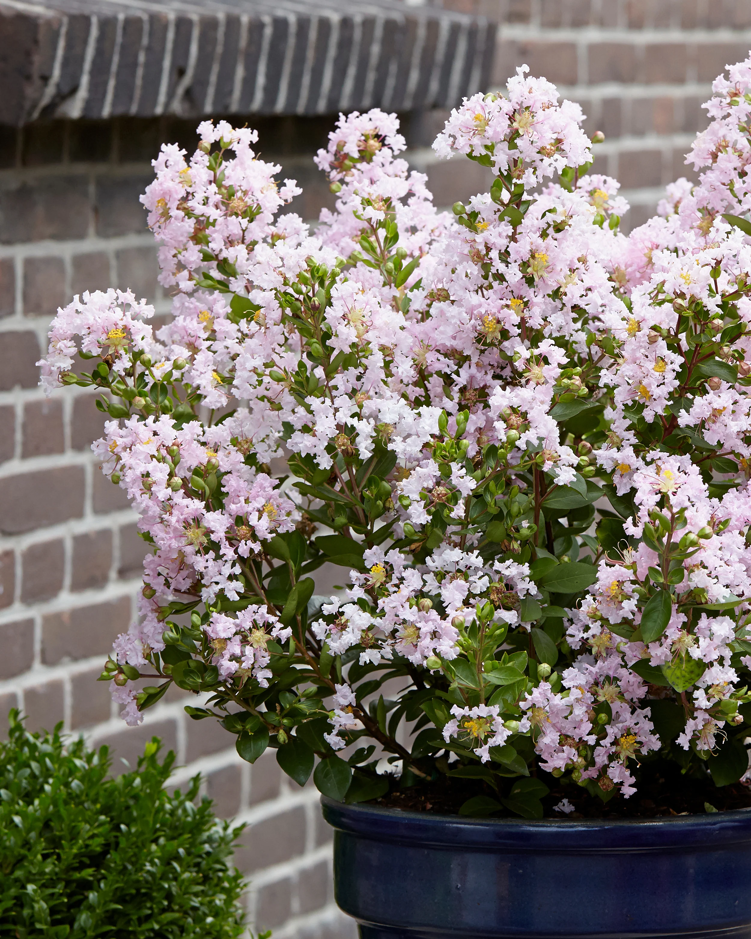Lagerstroemia 'Babe' - Image 2