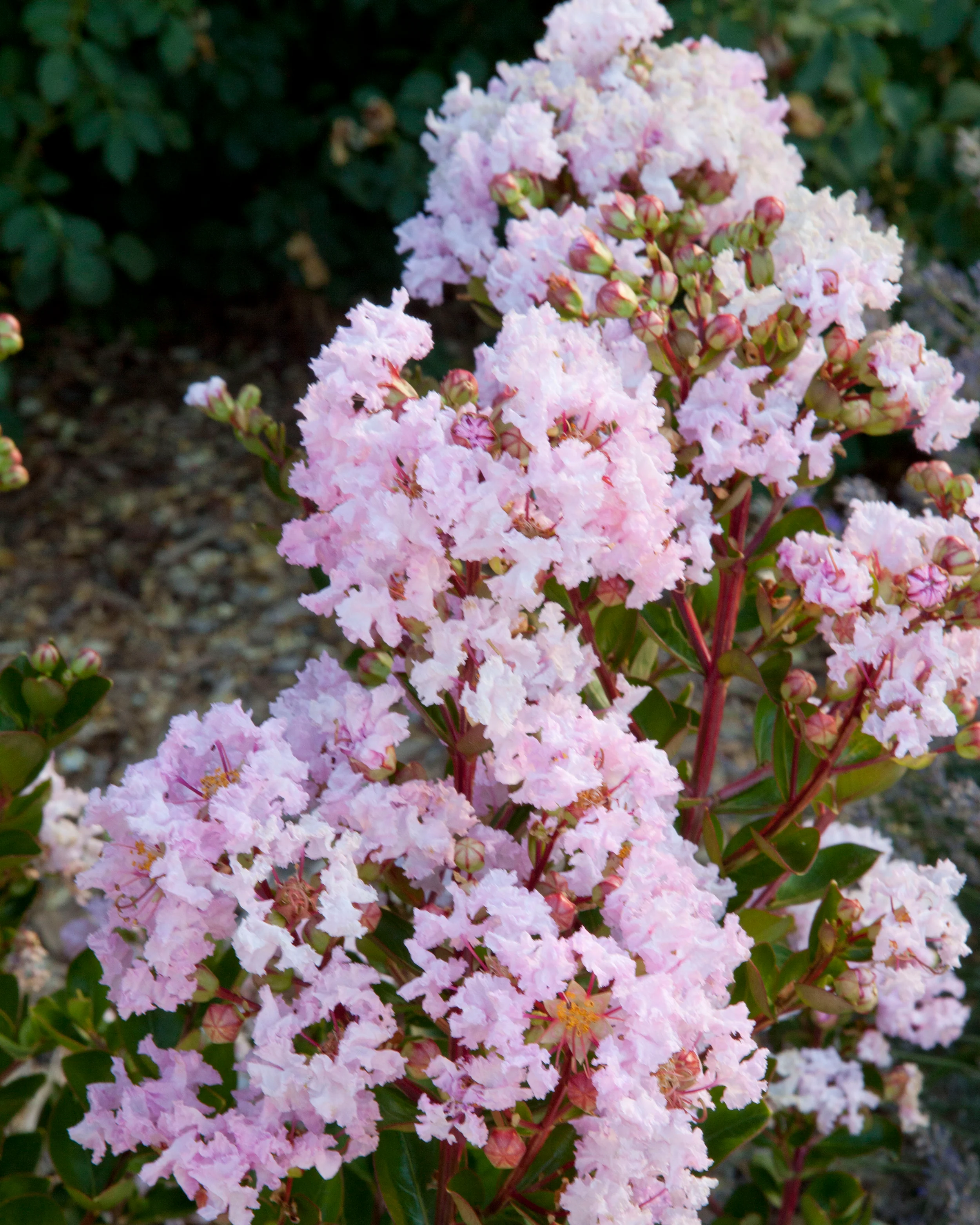 Lagerstroemia 'Babe' - Image 3