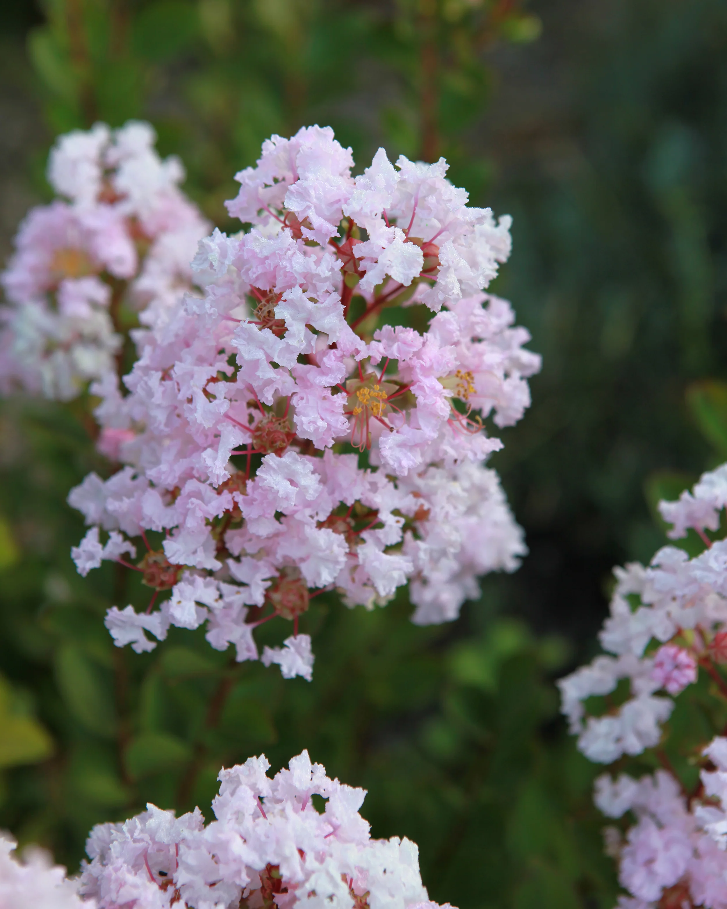 Lagerstroemia 'Babe' - Image 5