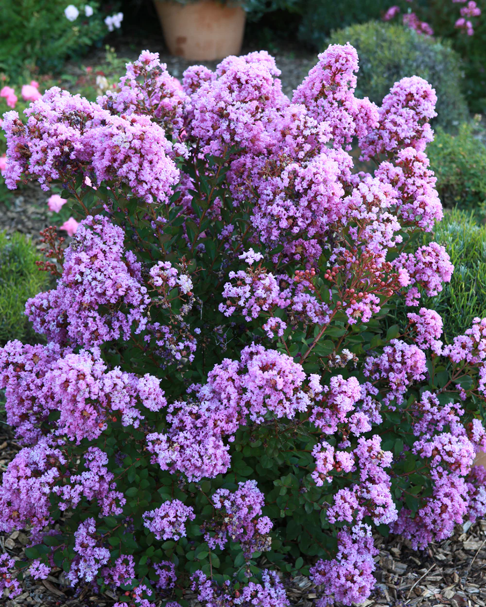 Lagerstroemia 'Eternal' - Image 6