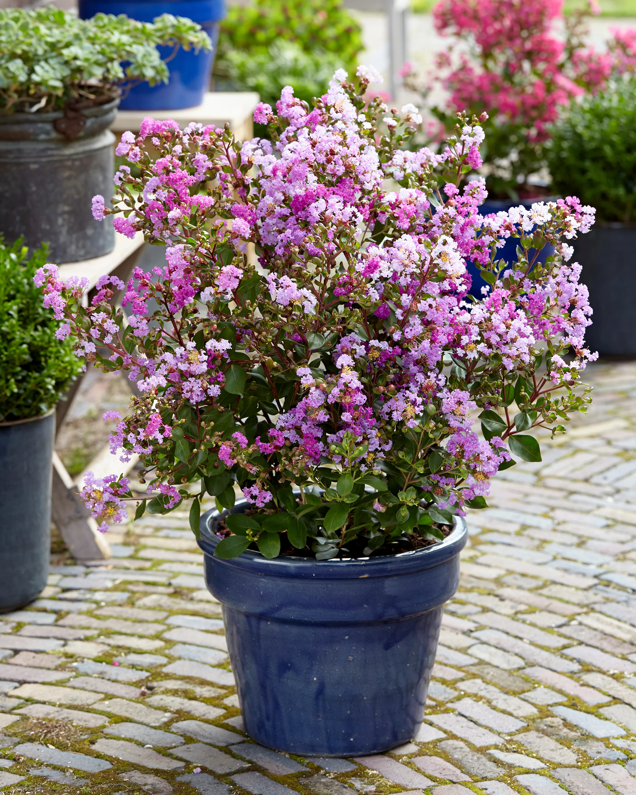 Lagerstroemia 'Eternal' - Image 7