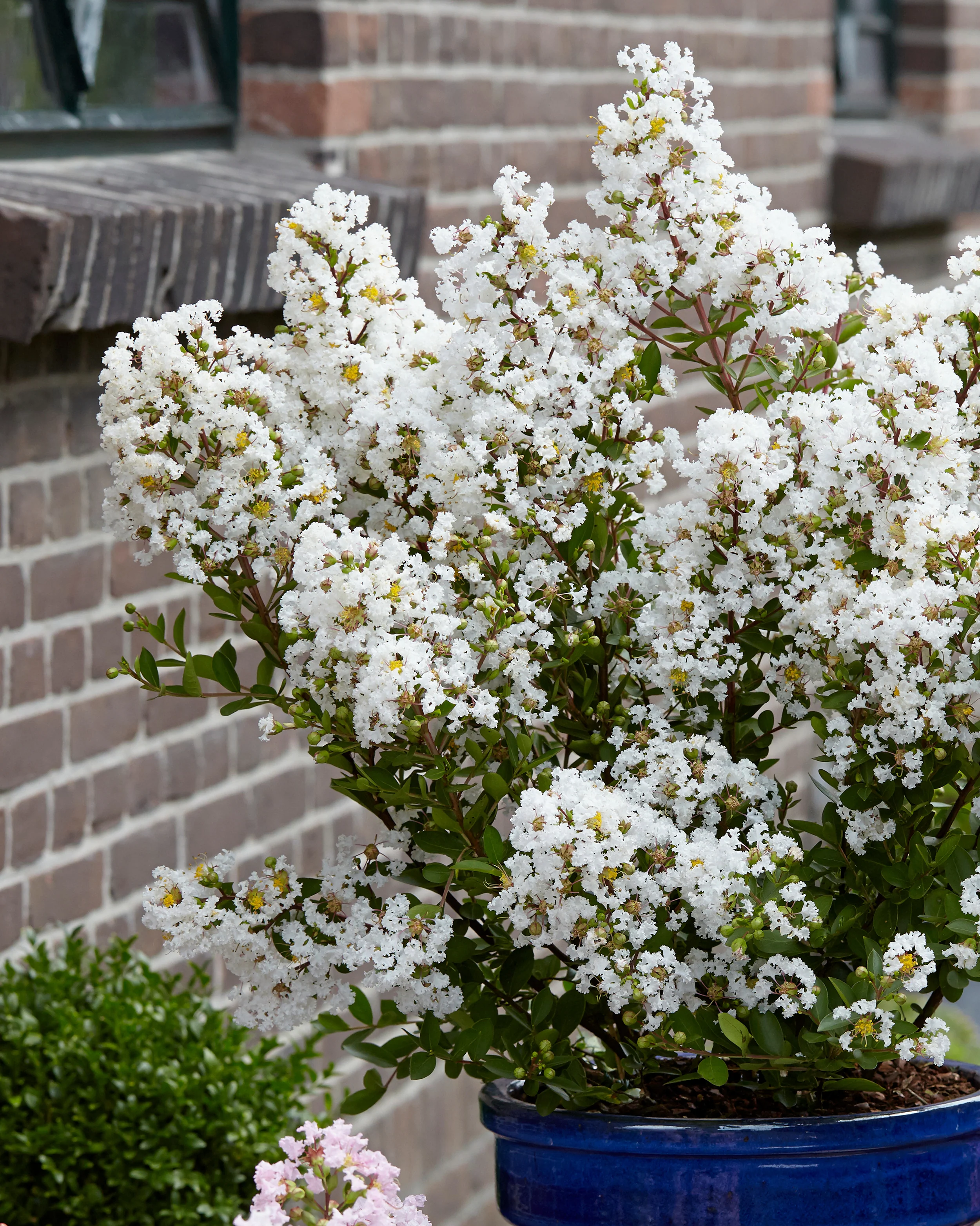 Lagerstroemia 'Virgin' - Image 2