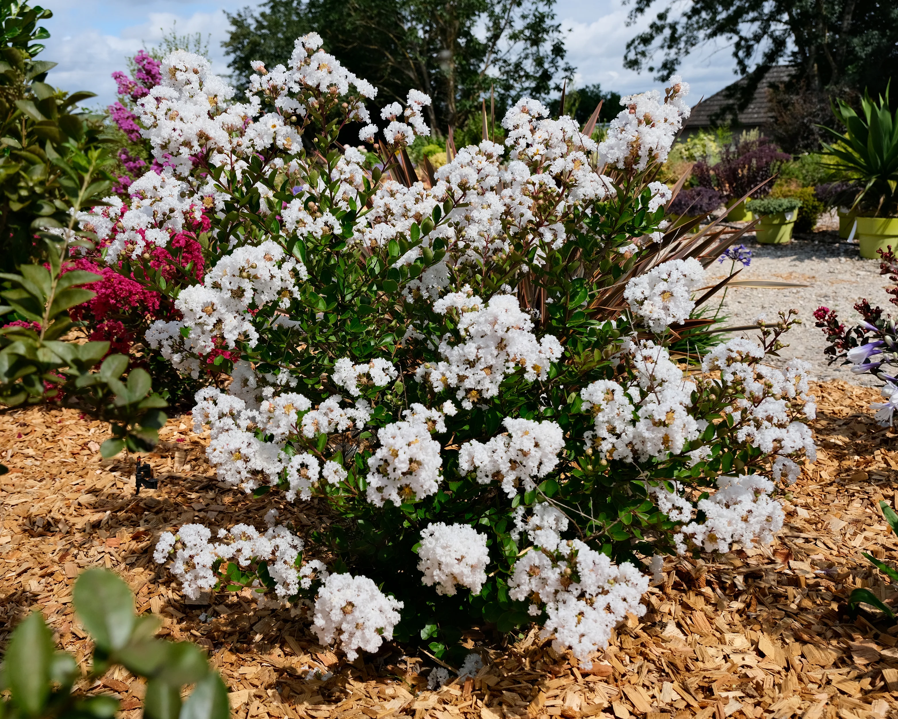 Lagerstroemia 'Virgin' - Image 3
